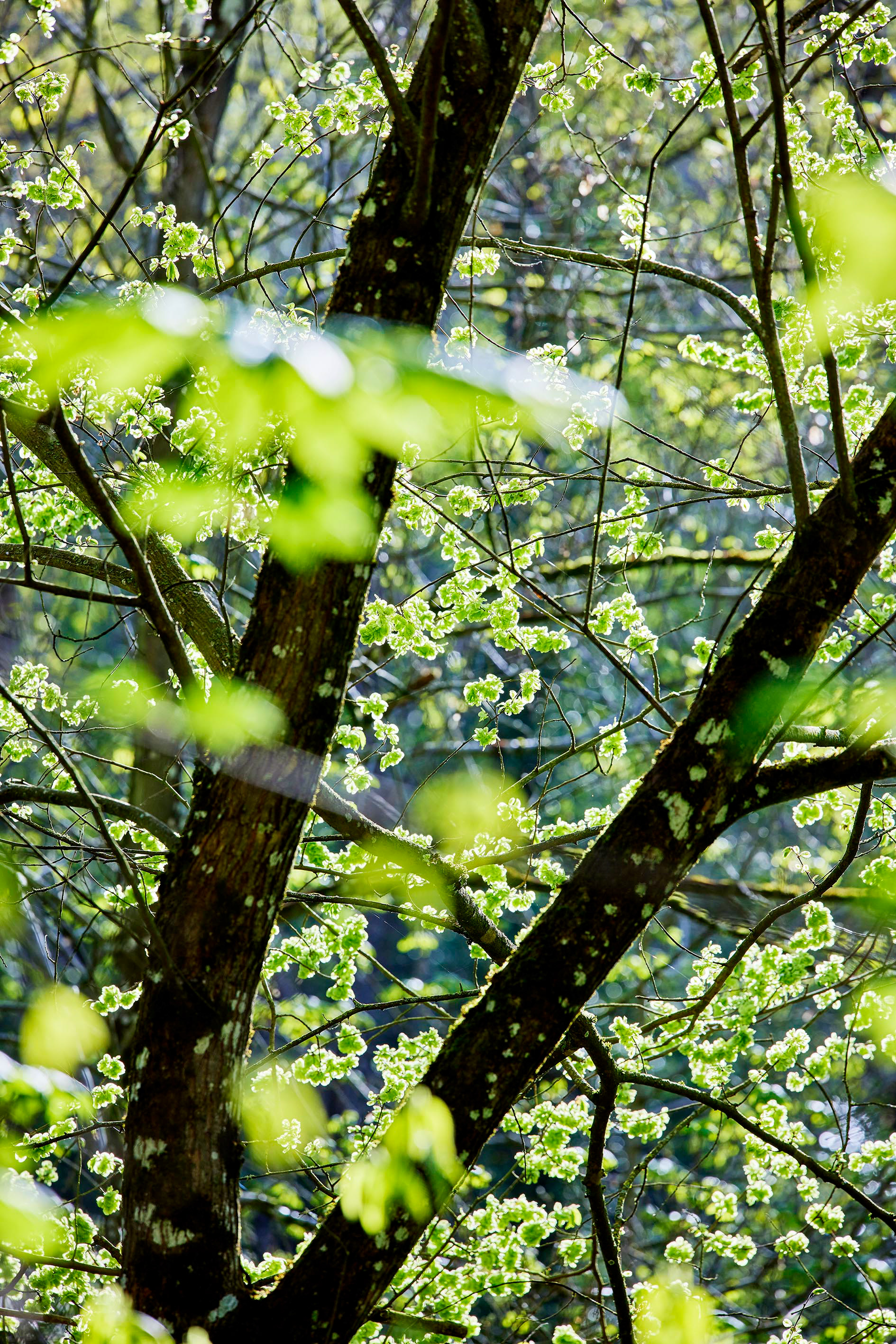 Nouvelles feuilles - Printemps