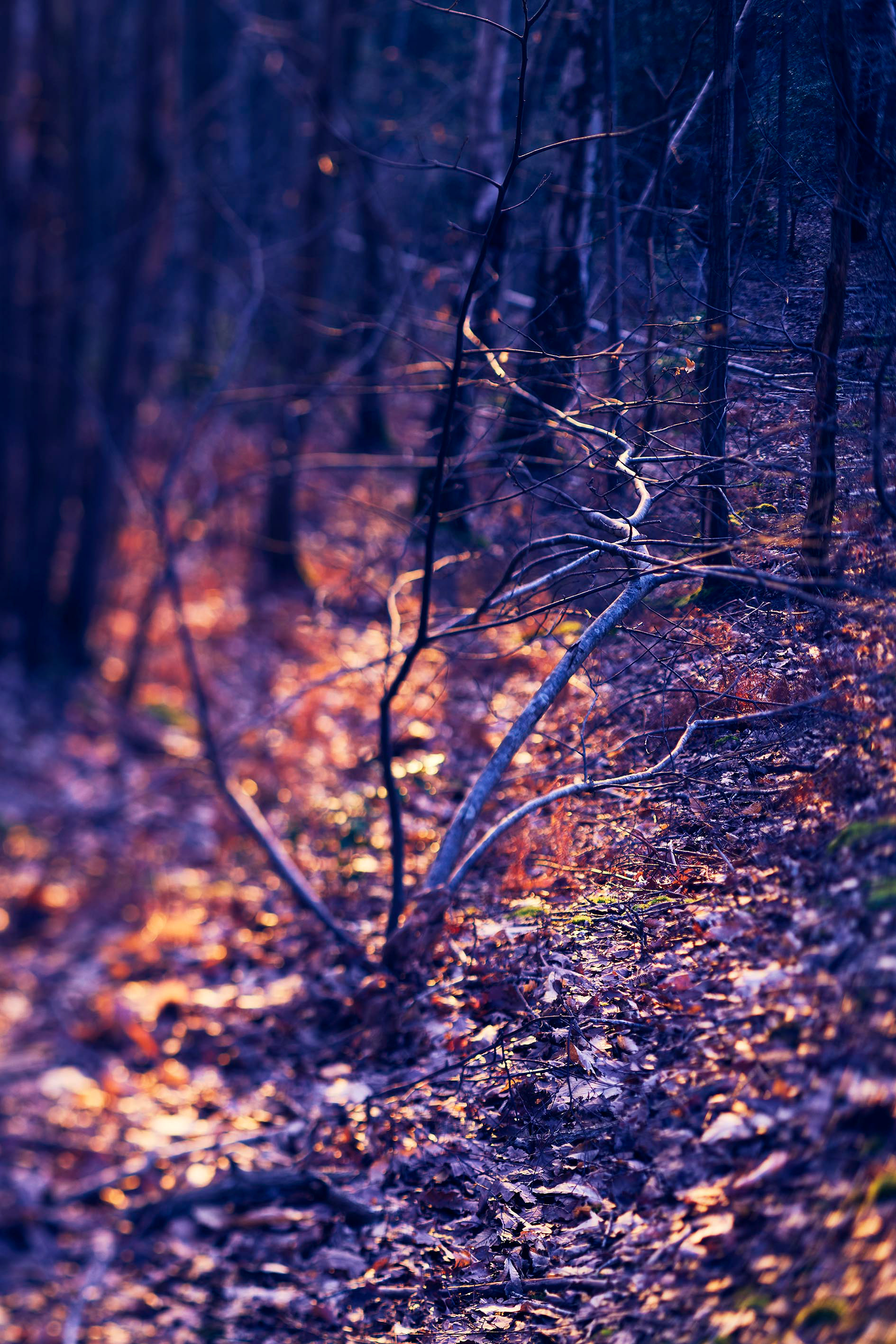 Courbes dorées - Automne
