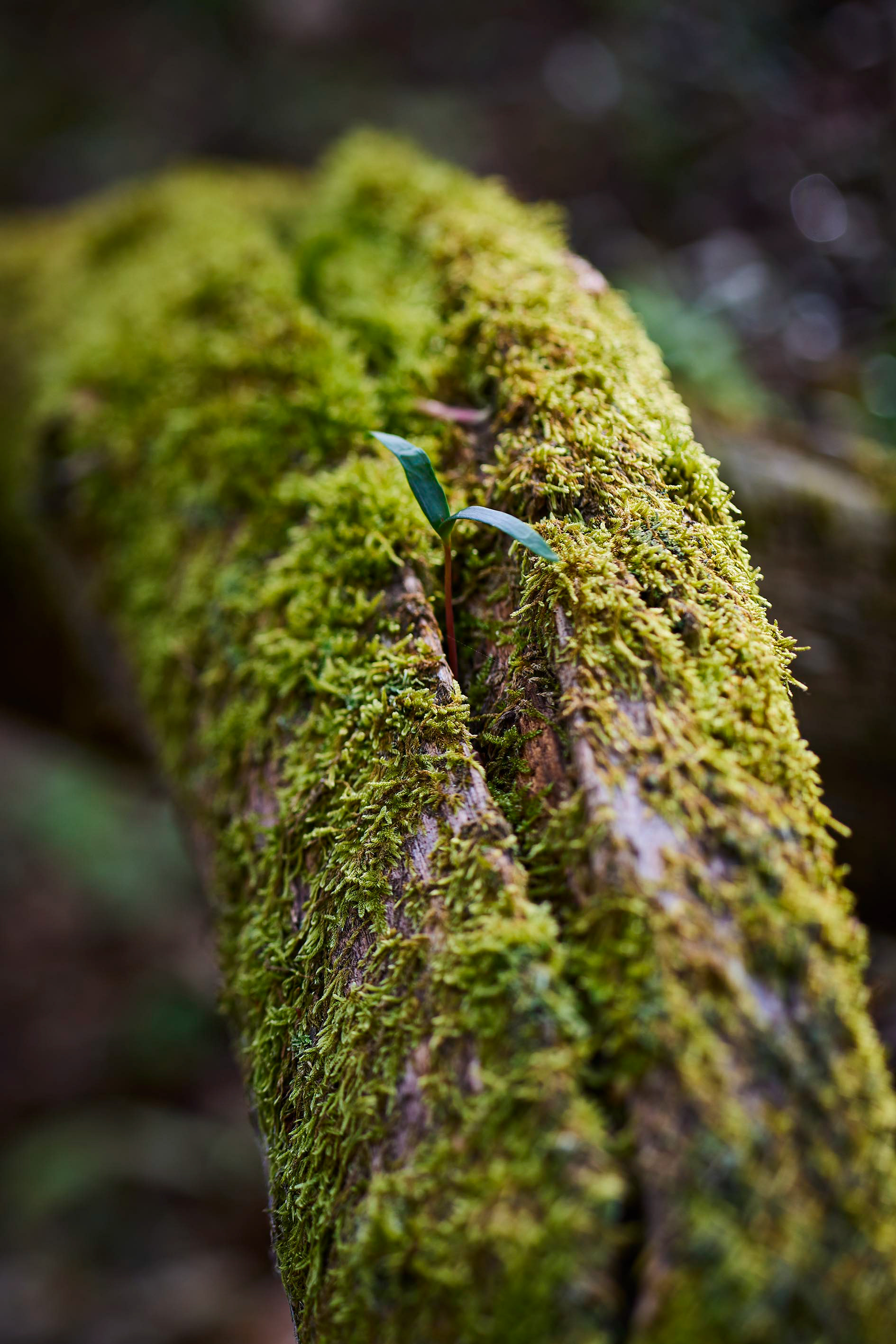 L'opportuniste - Printemps