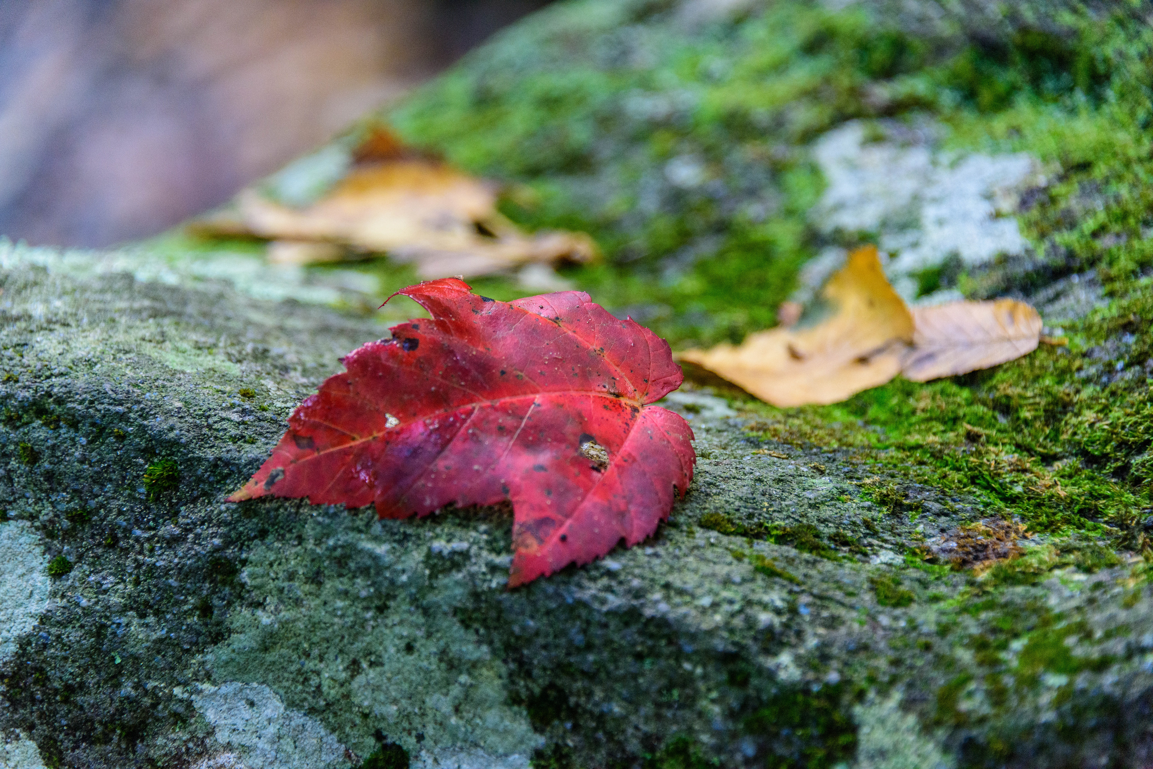 Great Smoky Mountains - 2019
