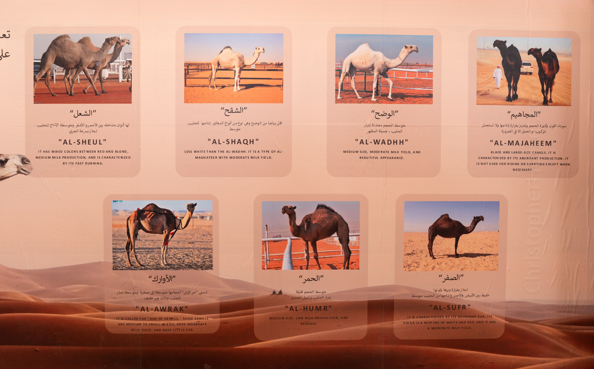 All the different flavors of camel in Saudi Arabia.