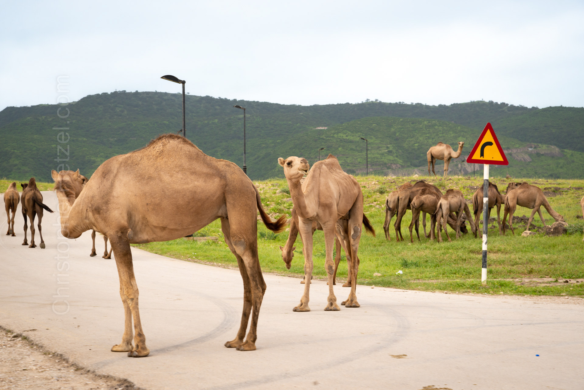 We encounter these guys at the Khor Rori UNESCO world heritage site.