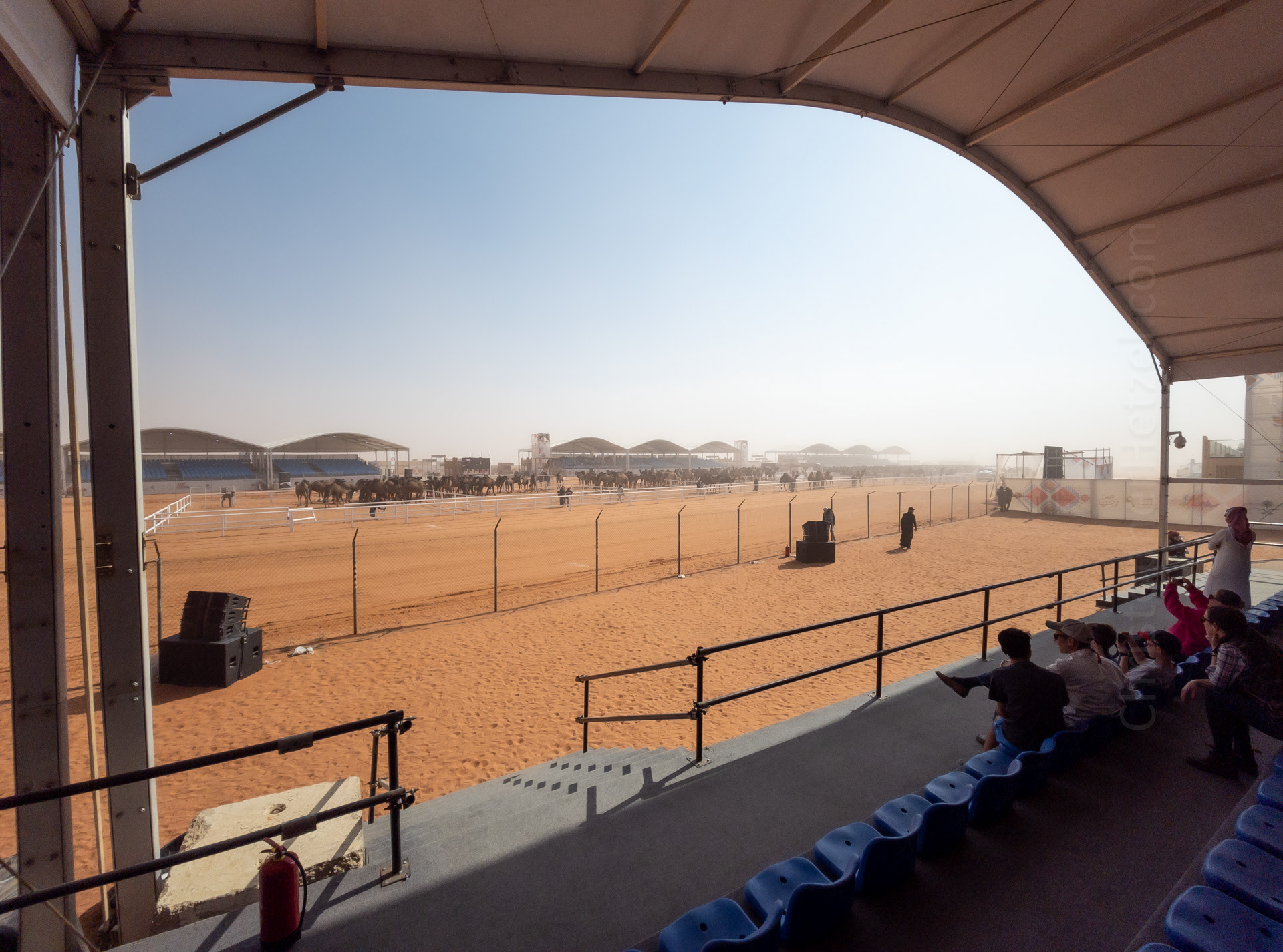 A view of the camel beauty pageant underway.