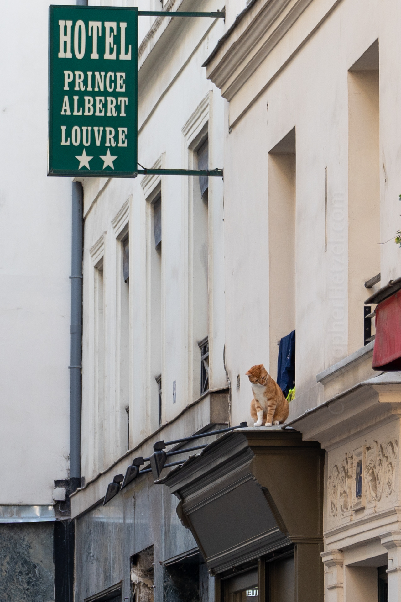 This cat stepped on onto it's perch from the adjacent apartment window, when it's owner hung clothes out to dry. He just sat there surveying his domain.
