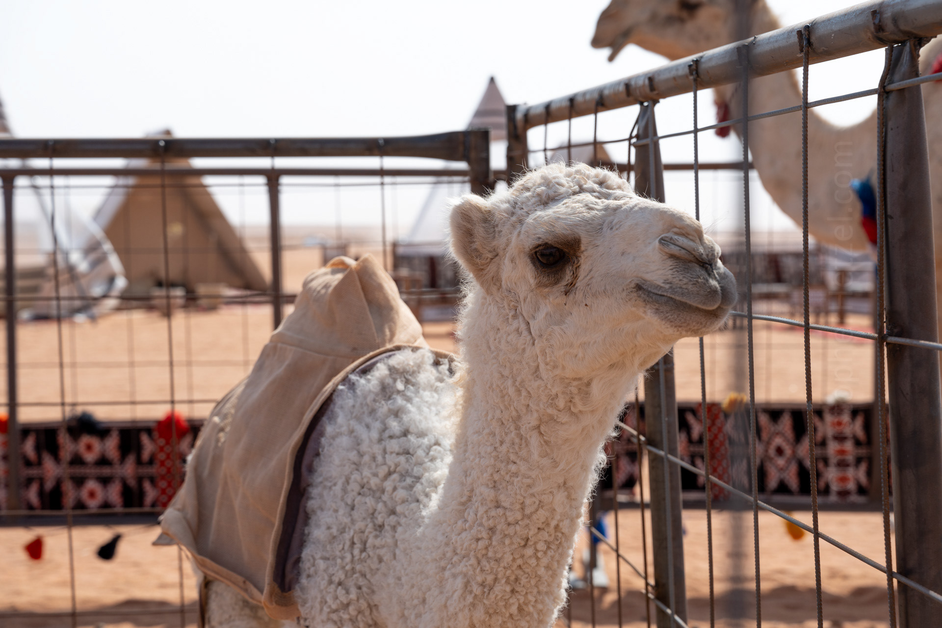 6-week old baby camel.