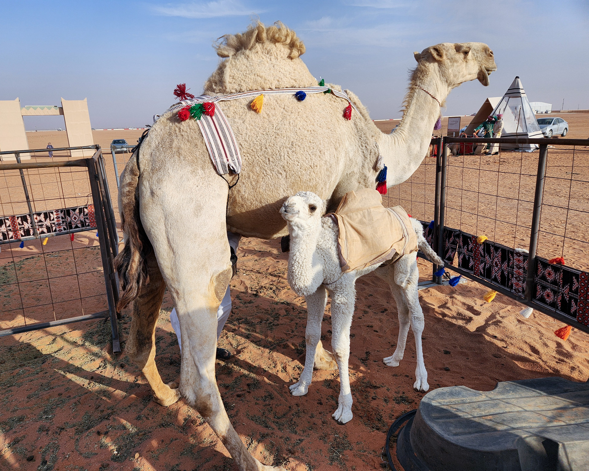 Mama camel and her 6-week old baby.