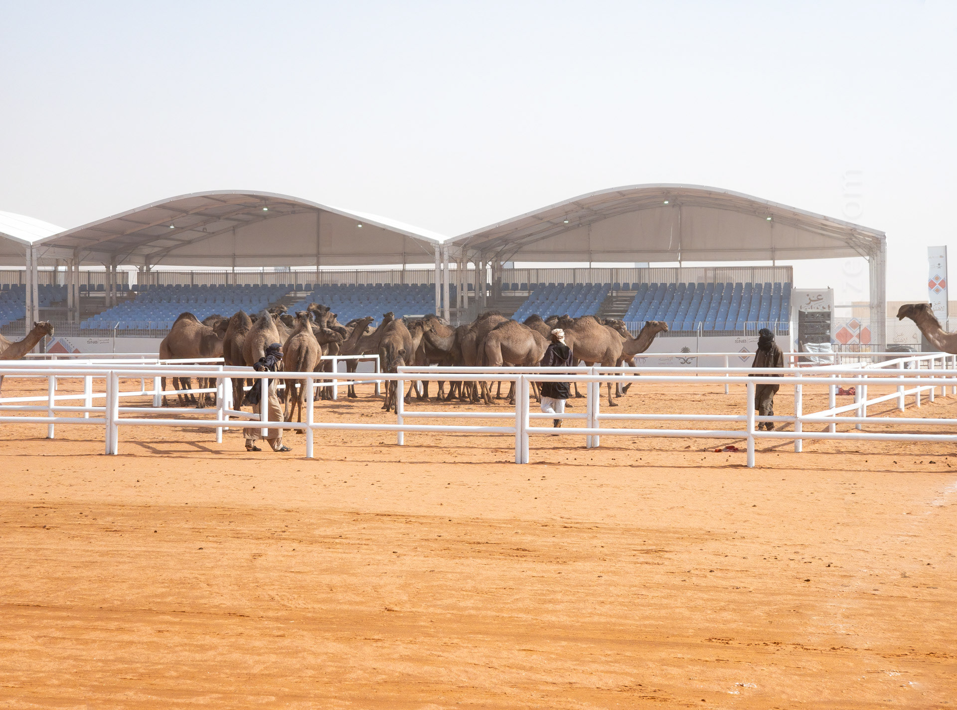 Part of the camel beauty pageant.