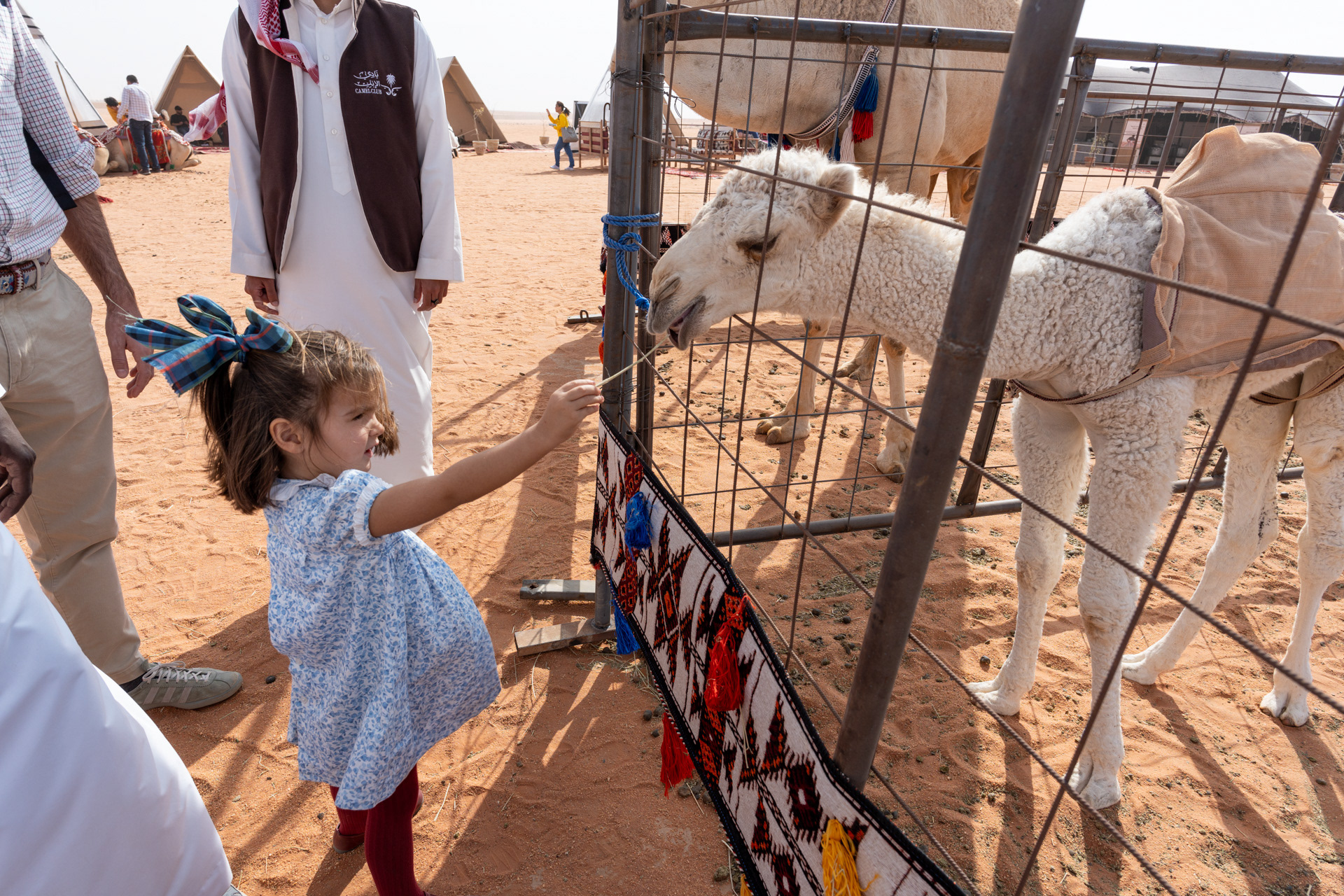 6-week old baby camel.