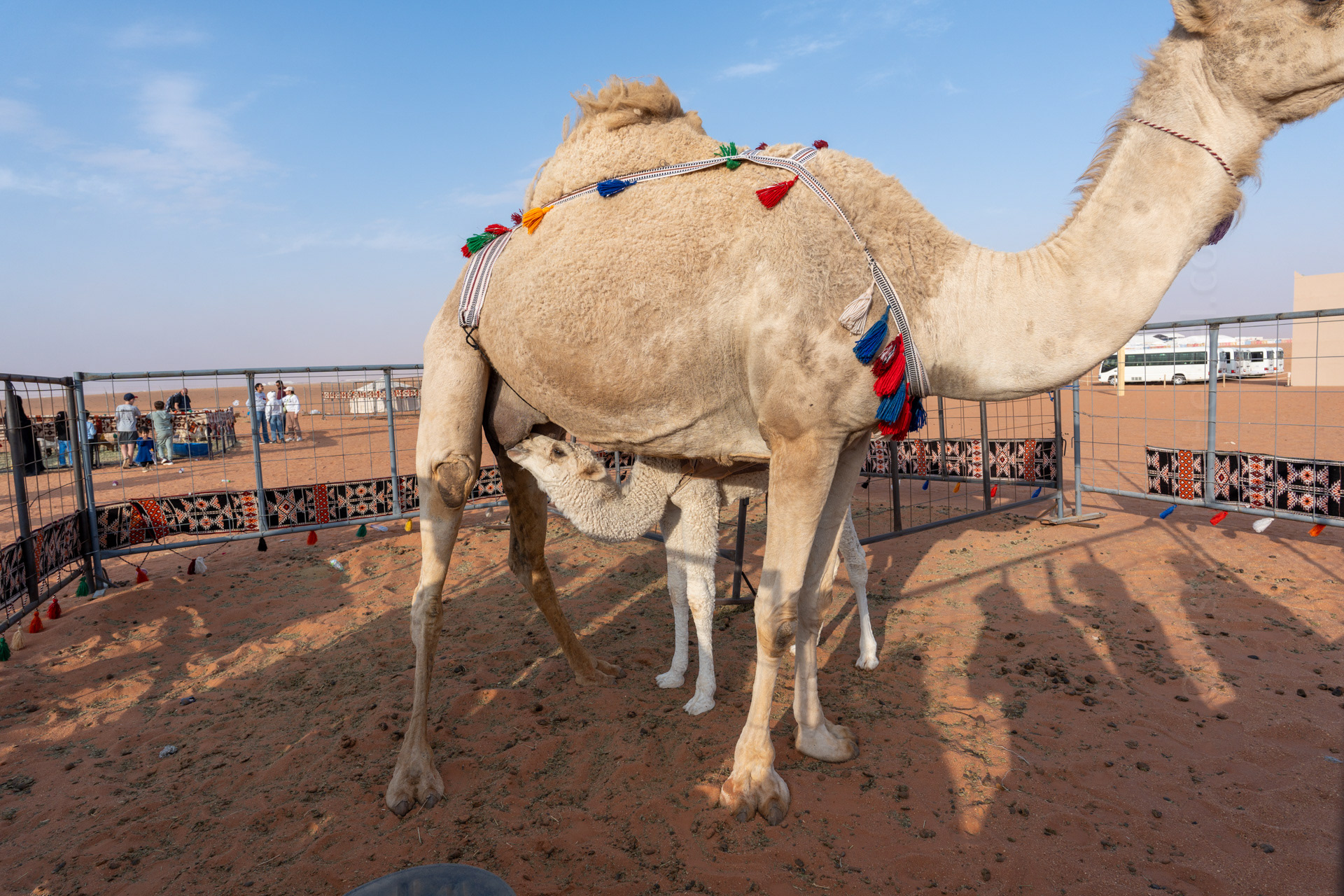 For one activity, they milked the mama camel, then shared tastes of the fresh milk with the guests. Baby wanted some, too!