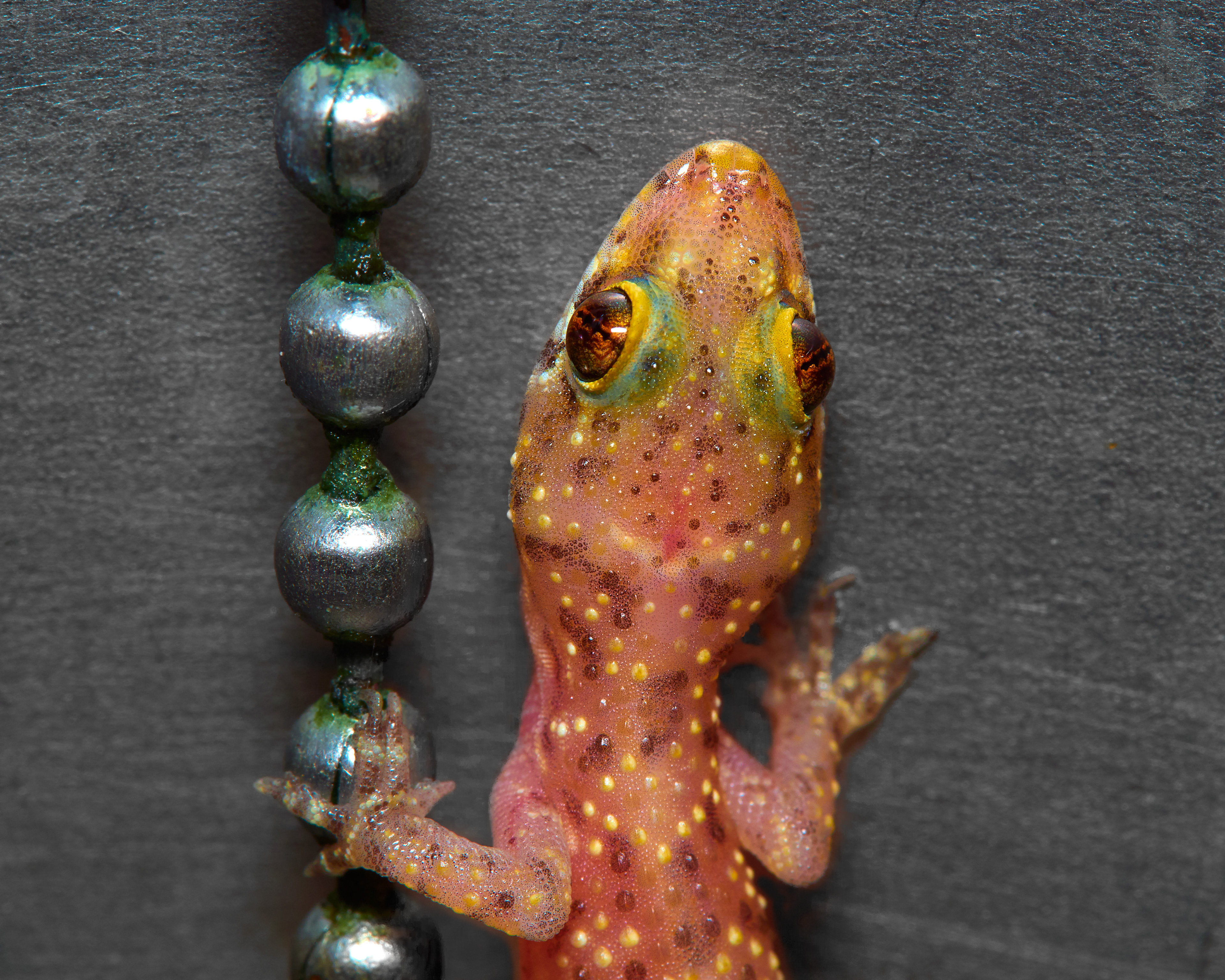 Gecko on a plug chain