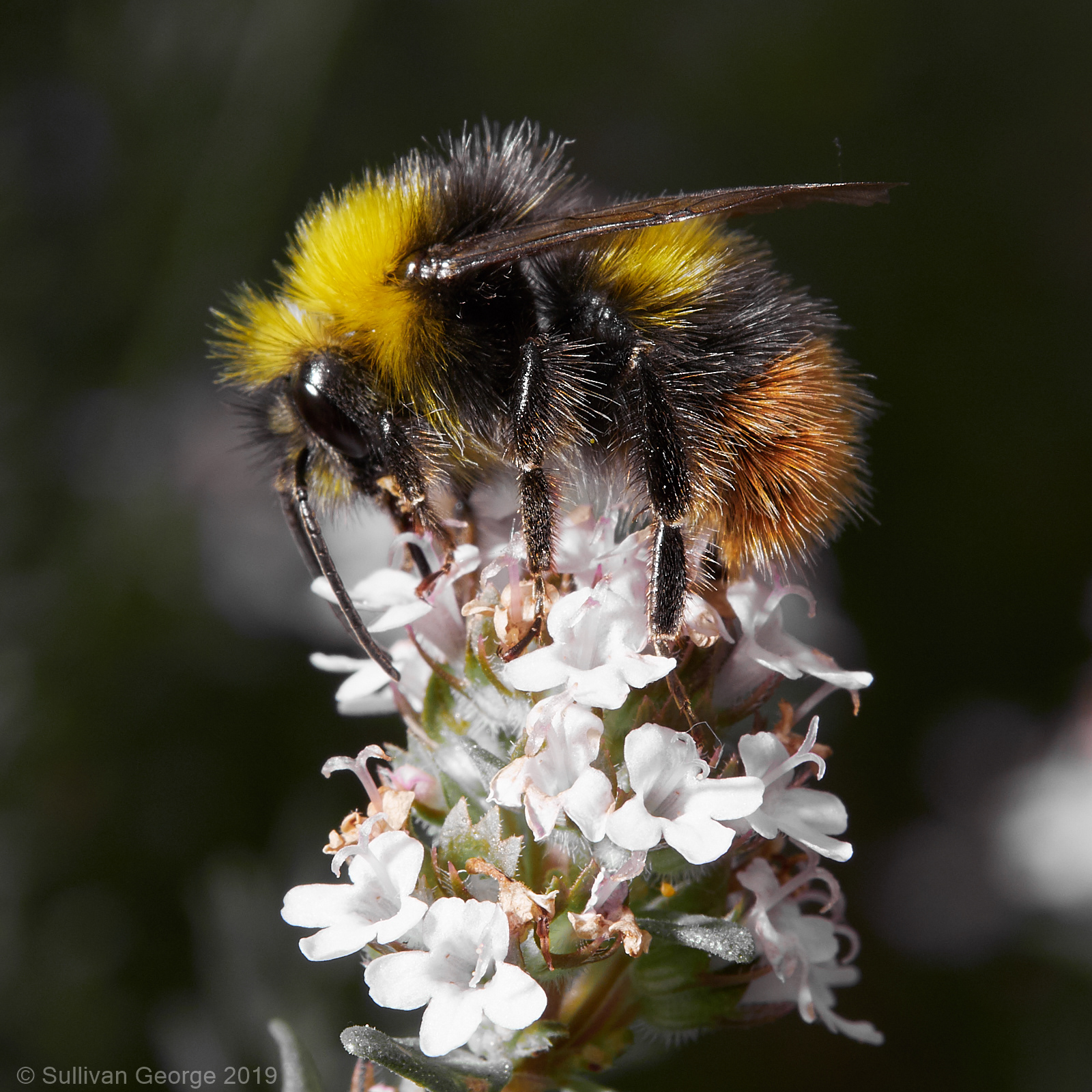 Bumble Bee / Marjoram