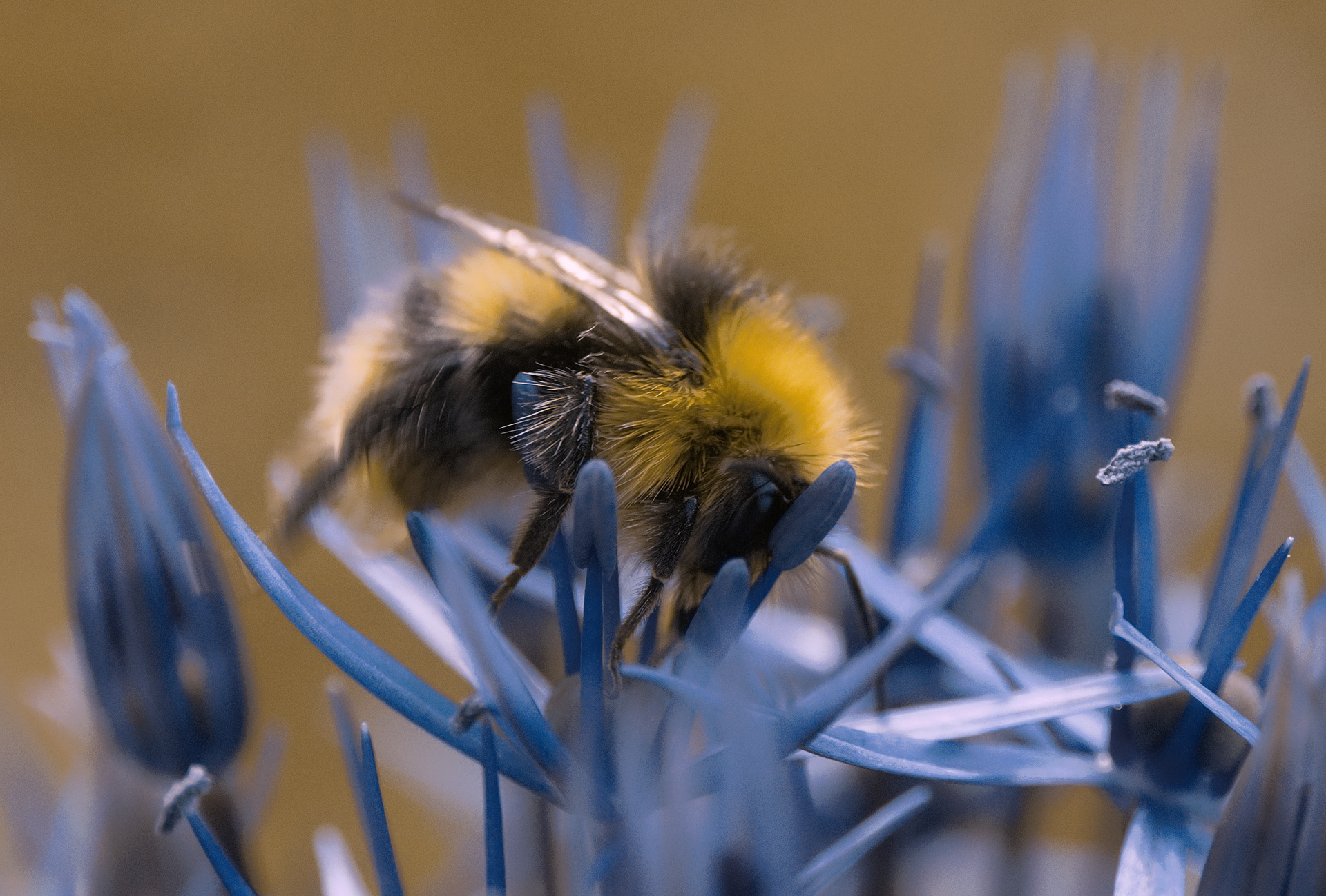 Bumble Bee / Allium
