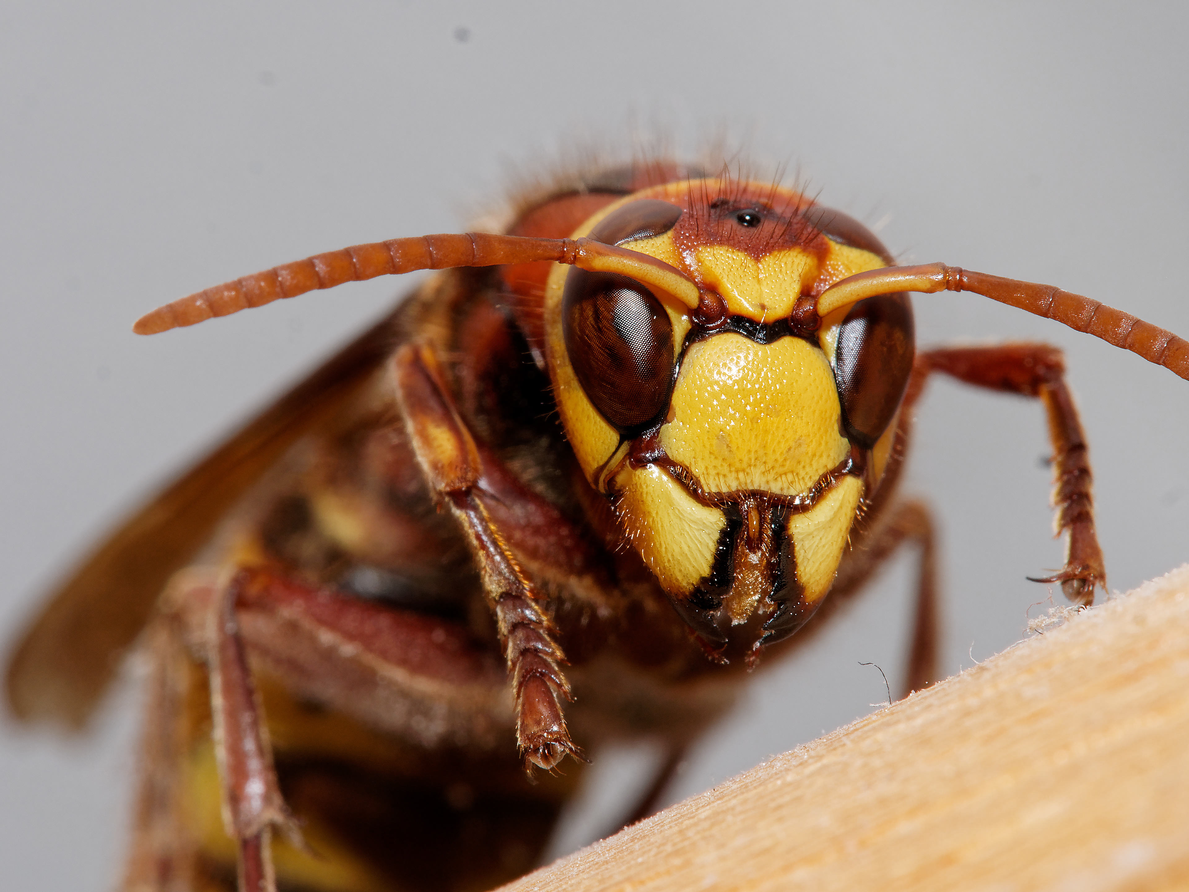 Hornet / Bathroom