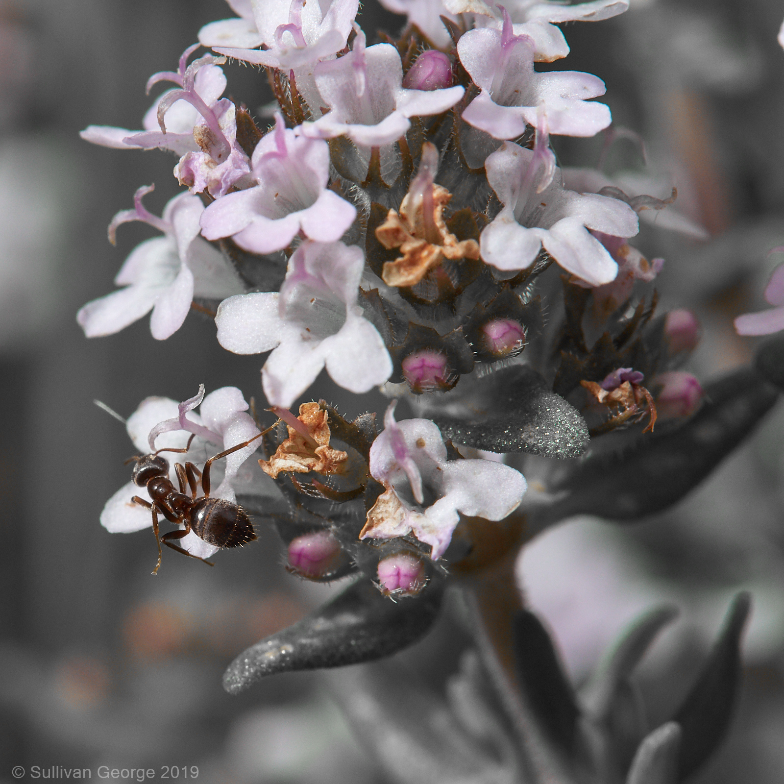 Ant / Thyme