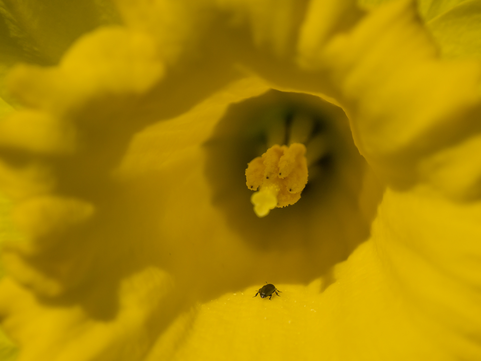 Pollen Beetle / Daffodil