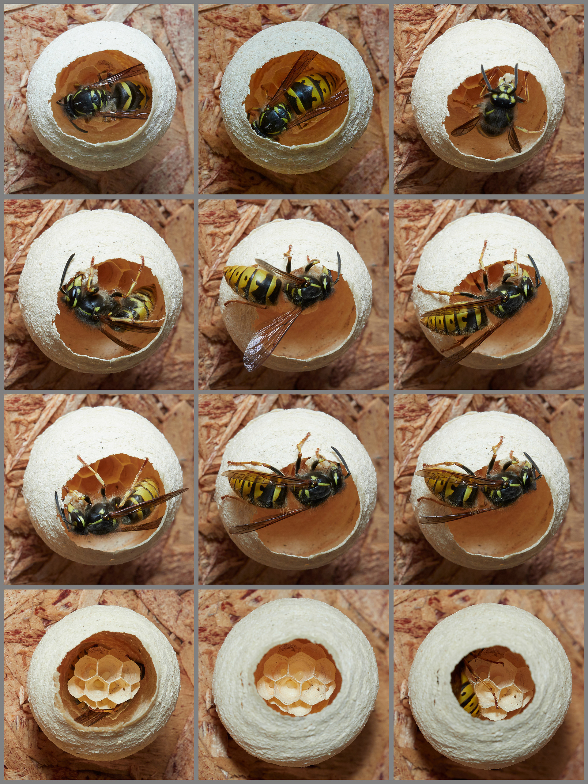 Wasp Making Nest / Shed