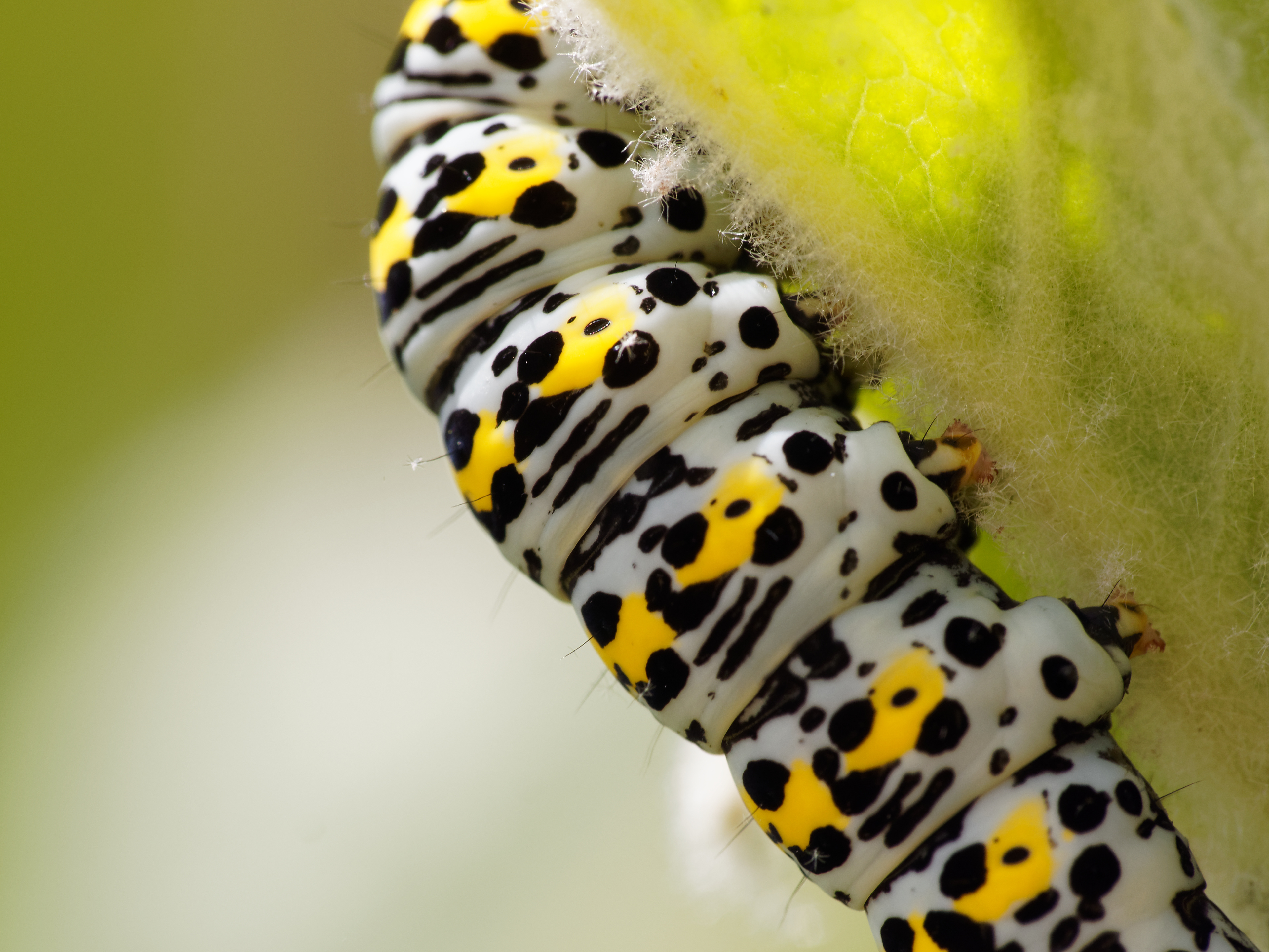 Mullein Moth Caterpillar