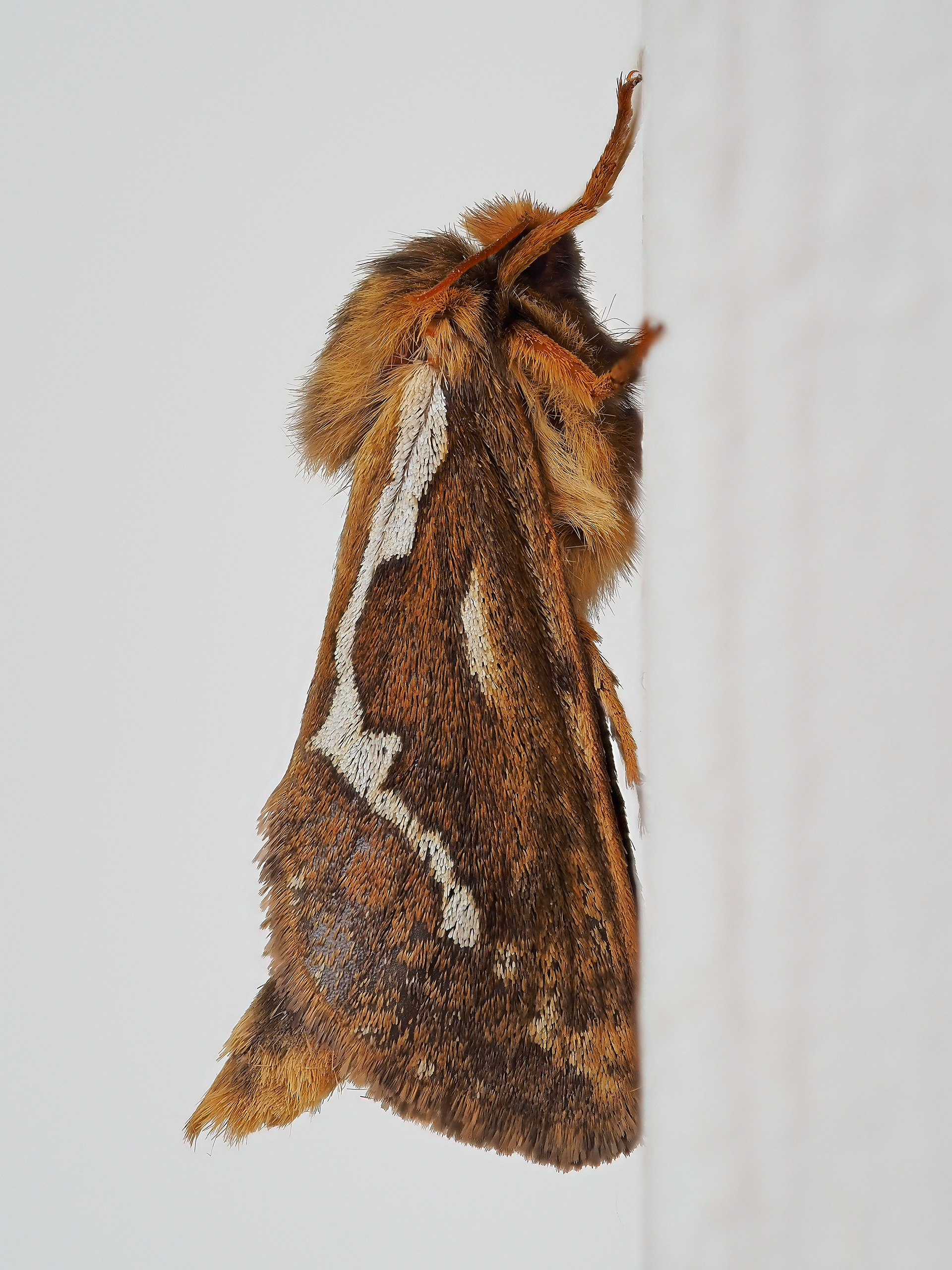 Common Swift Moth