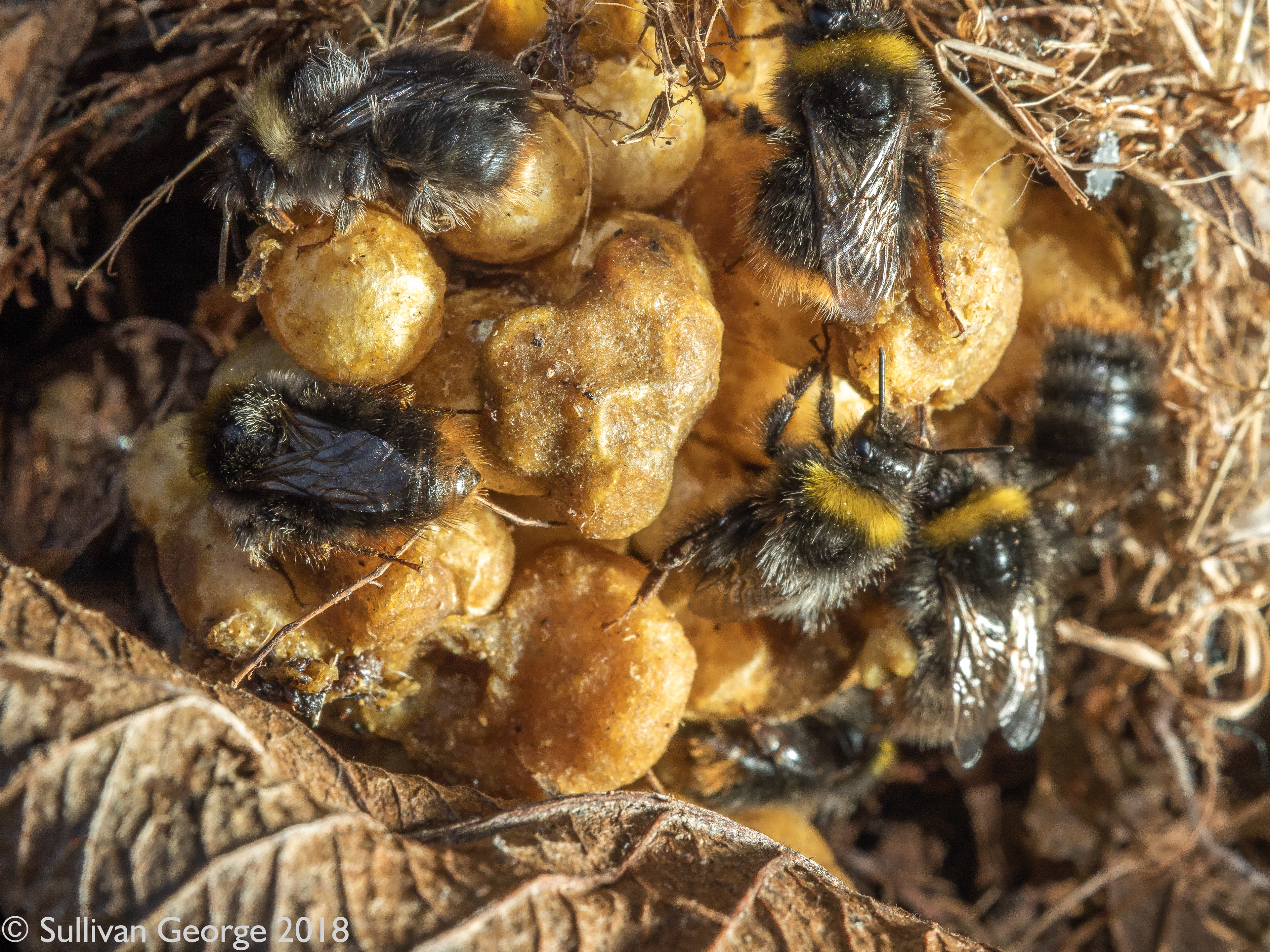 Ground Nesting Bumbles