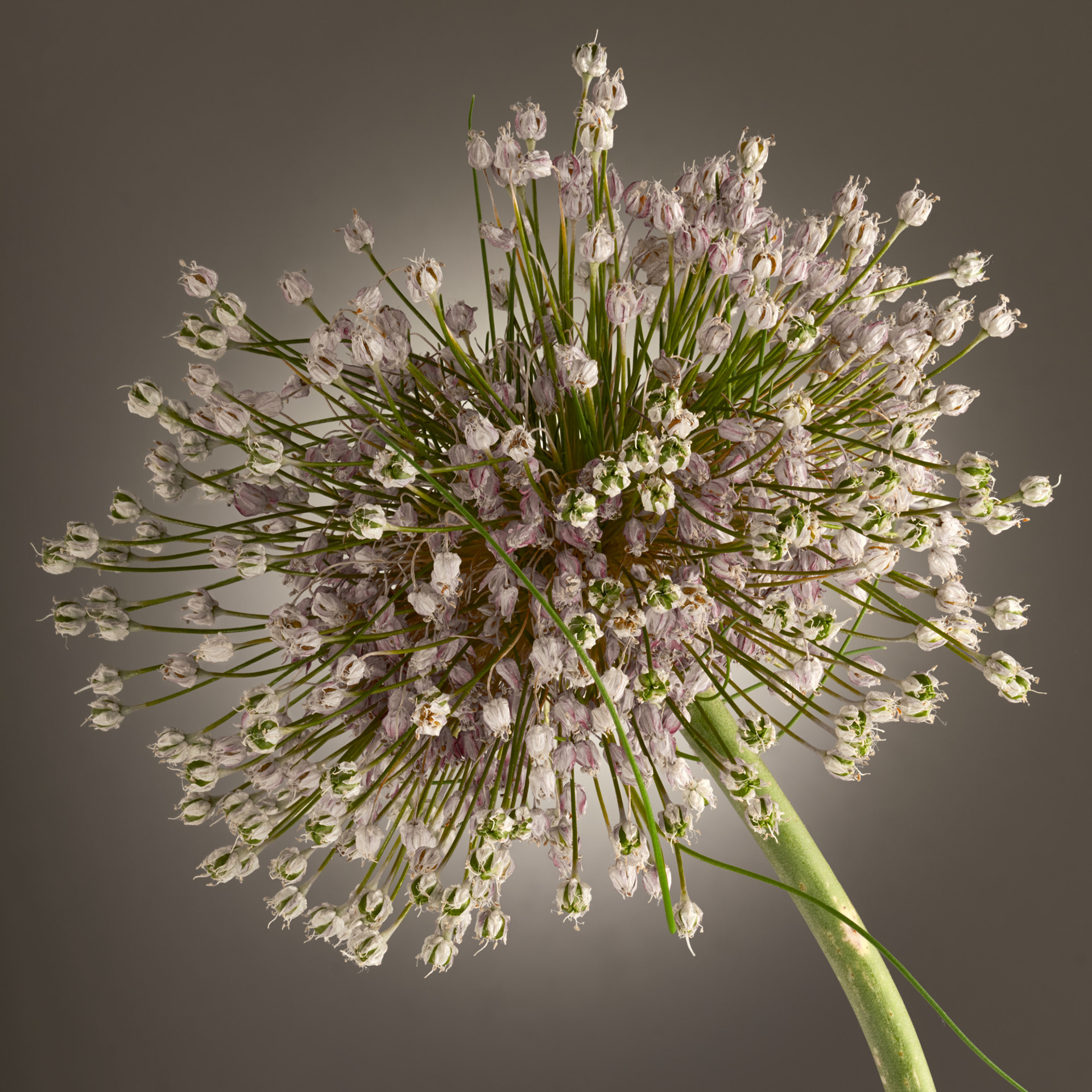Leek Flower