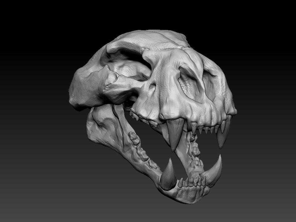 Cheetah Skull : ZBrush