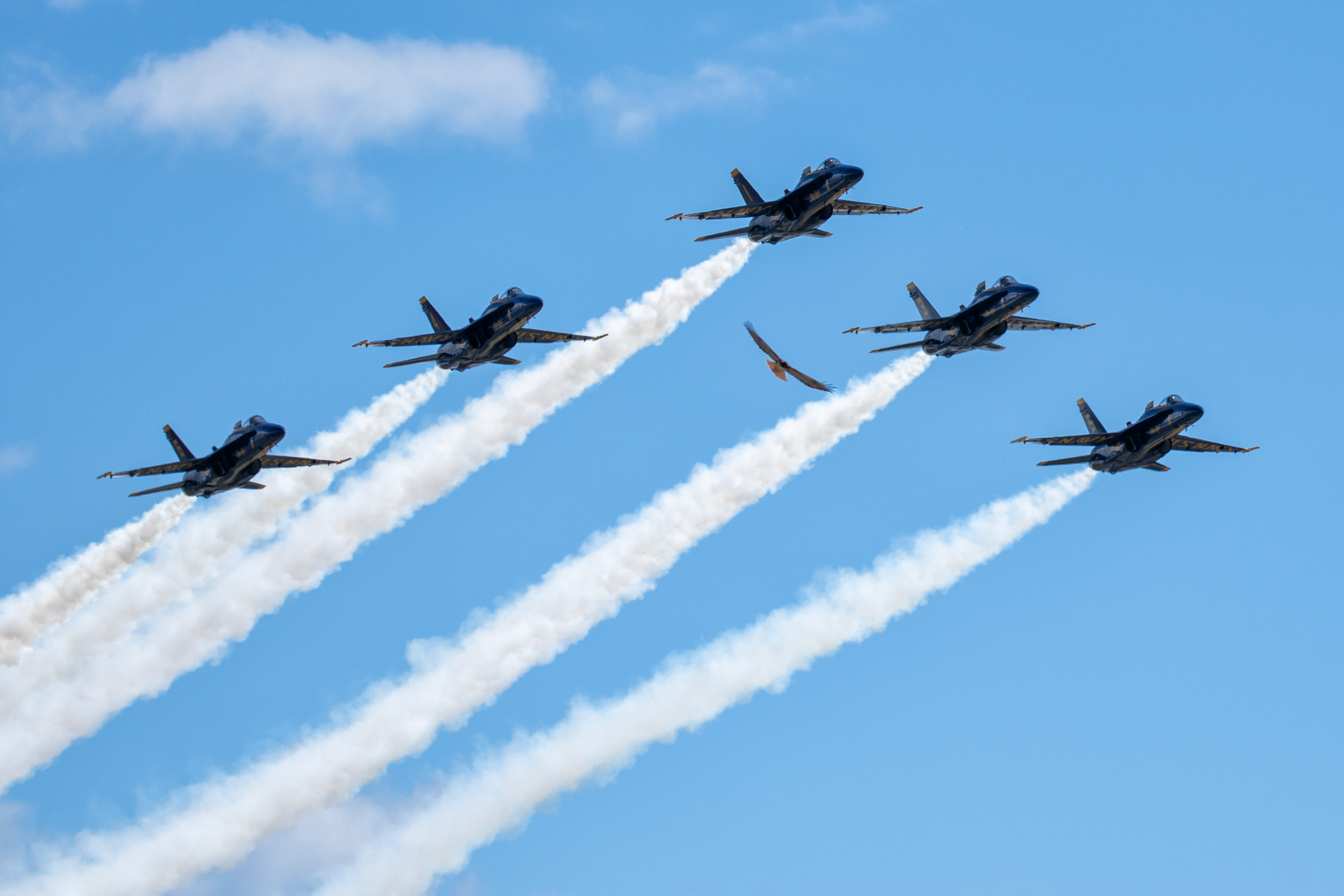 A hawk welcomes the Blue Angels to Salinas with his own flight demonstration as they arrive for the California International Airshow.