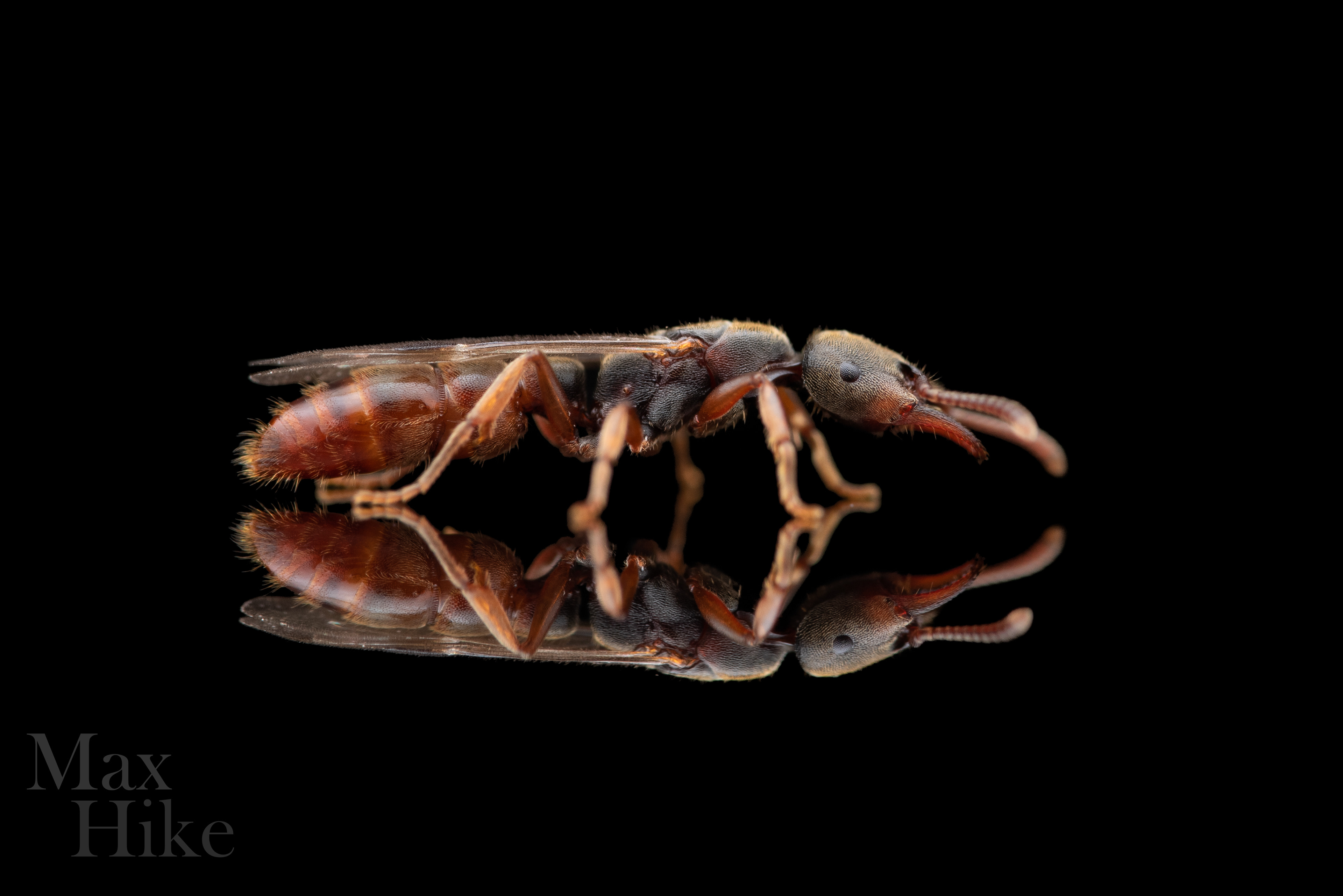 Stigmatomma pallipes queen
