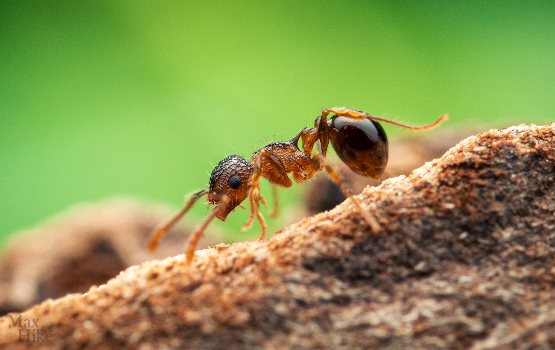 Pristomyrmex punctatus P9
