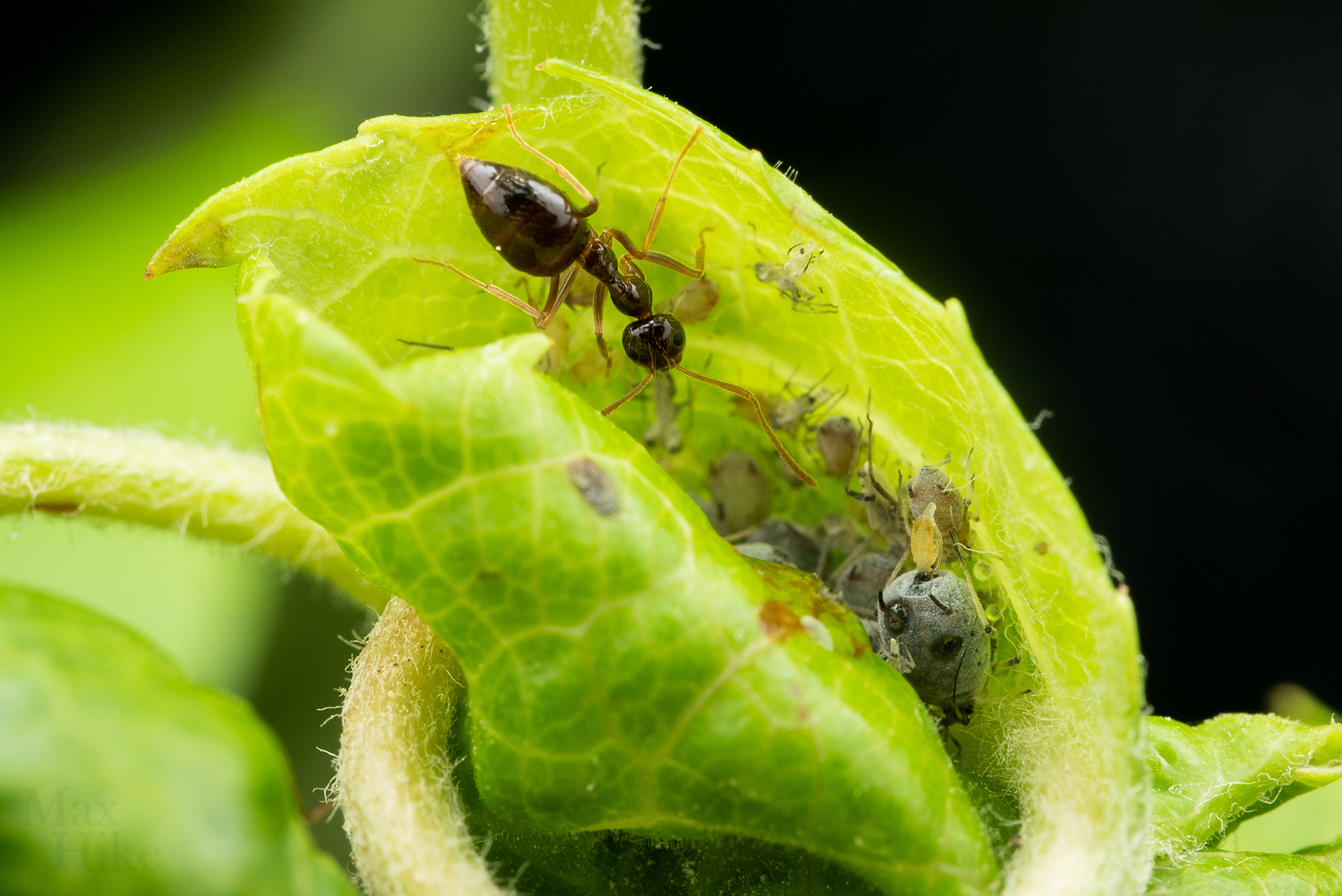 Prenolepis imparis workers tending aphids P13