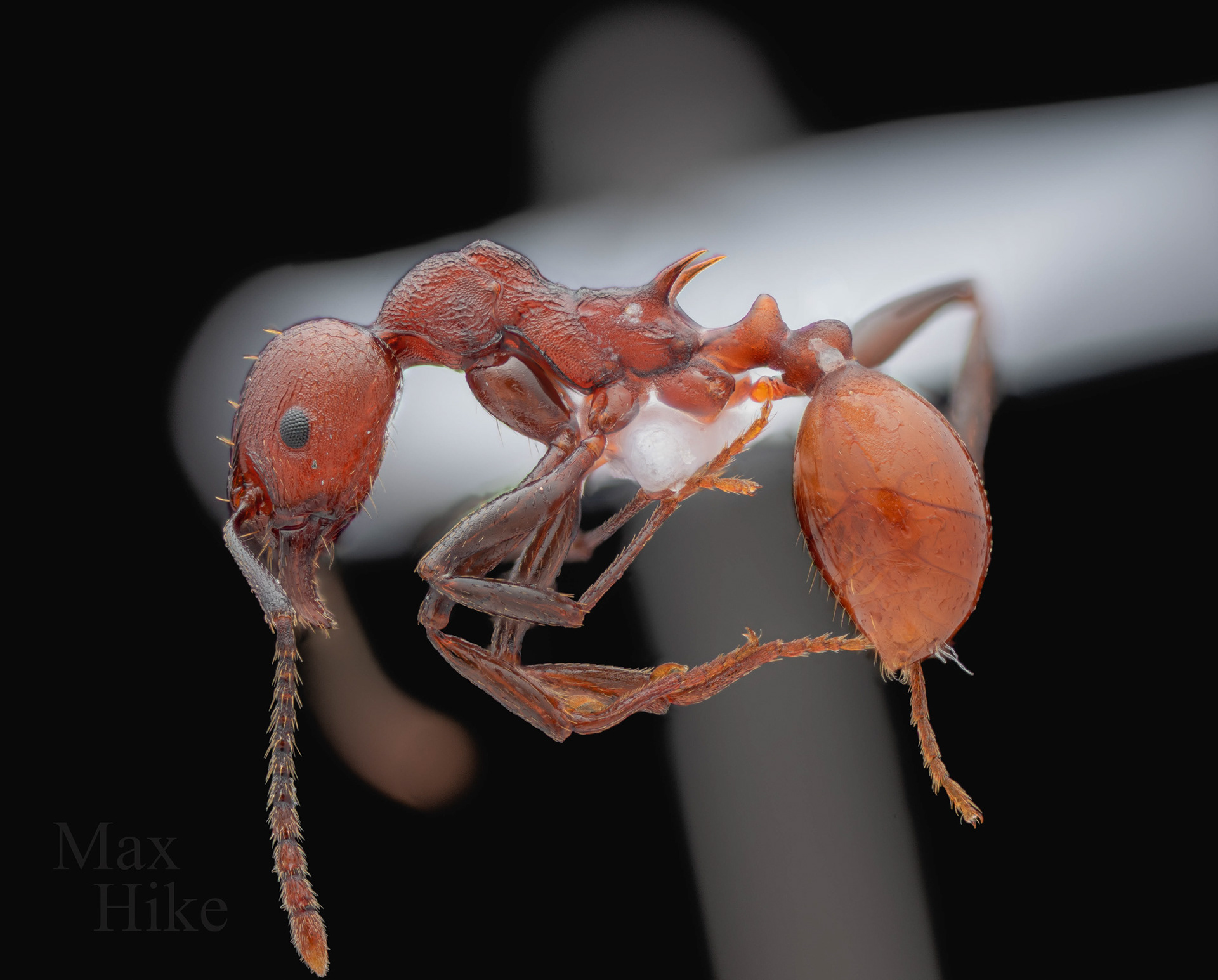 Aphaenogaster tennenseensis specimen