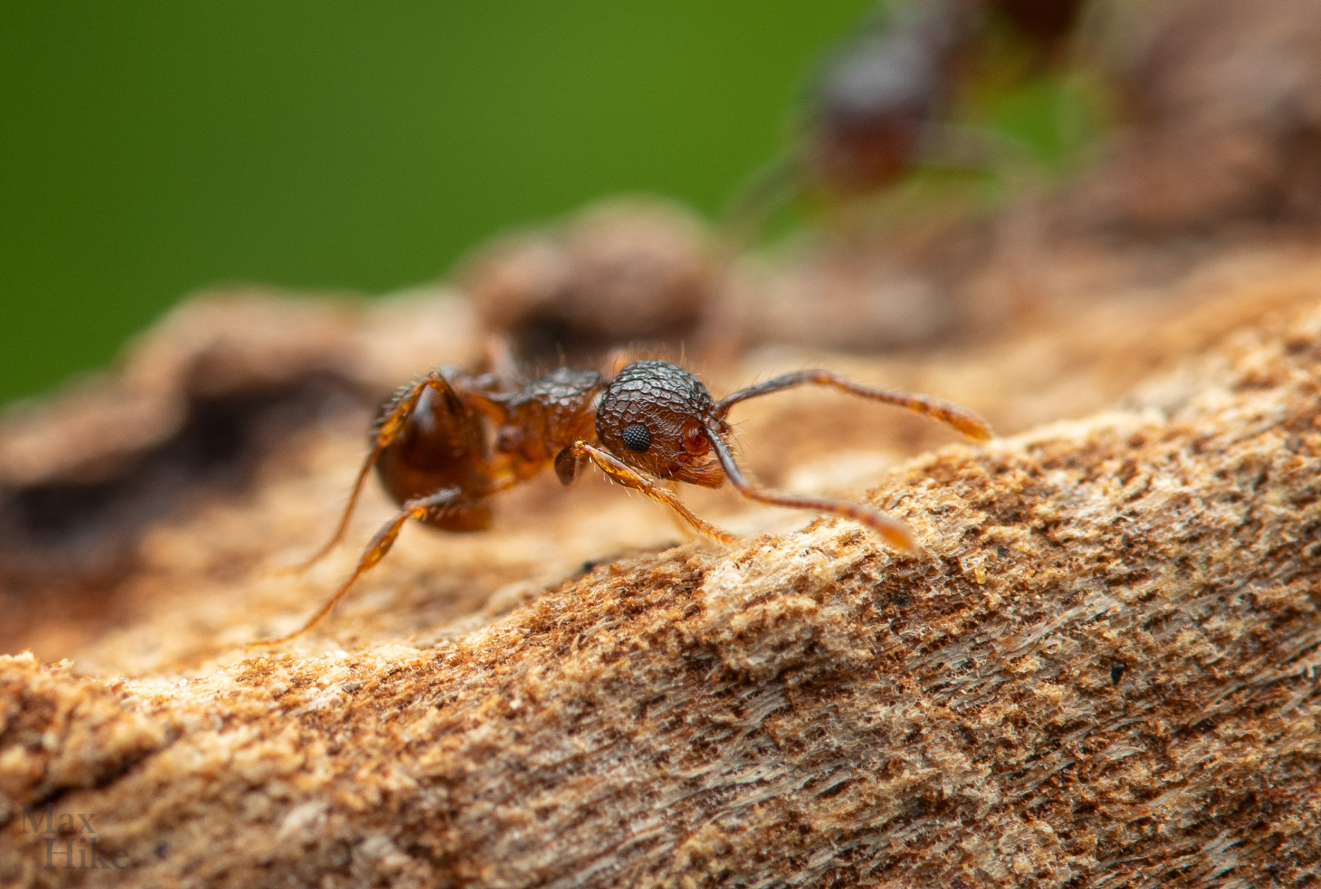 Pristomyrmex punctatus P6
