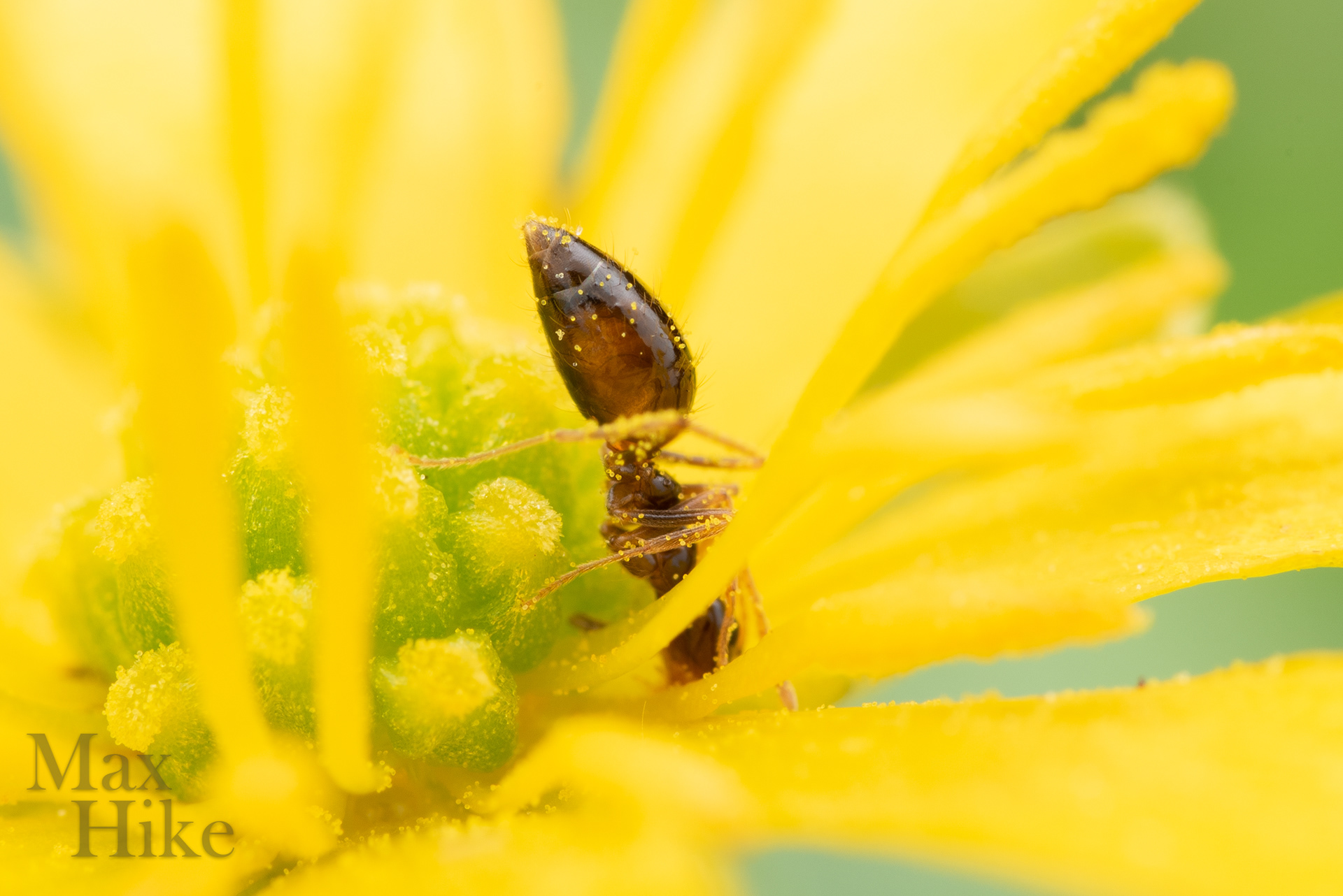 Prenolepis imparis worker p9