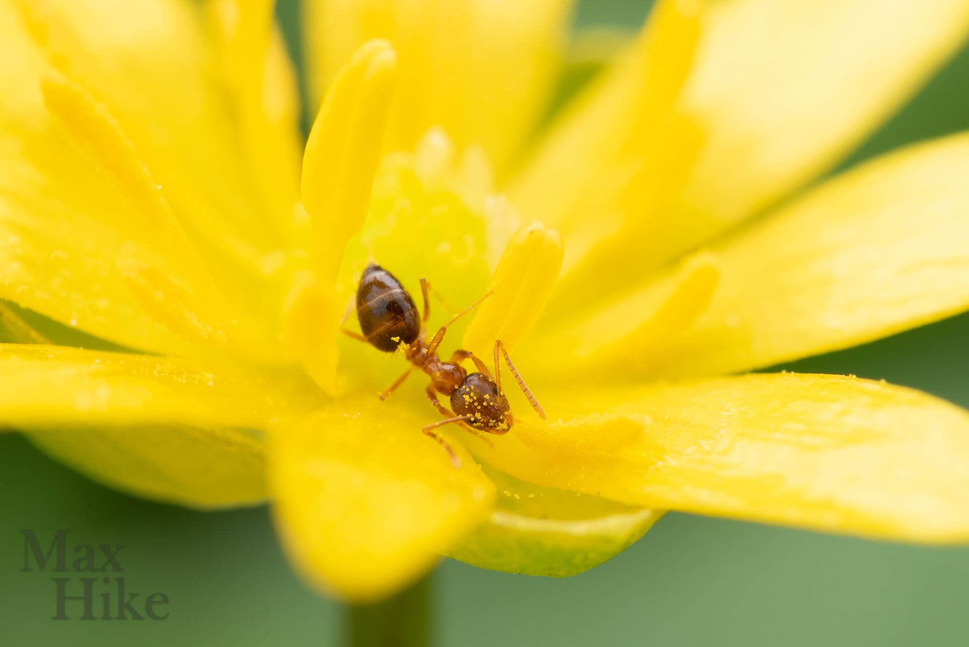 Nylanderia worker on a flower N6