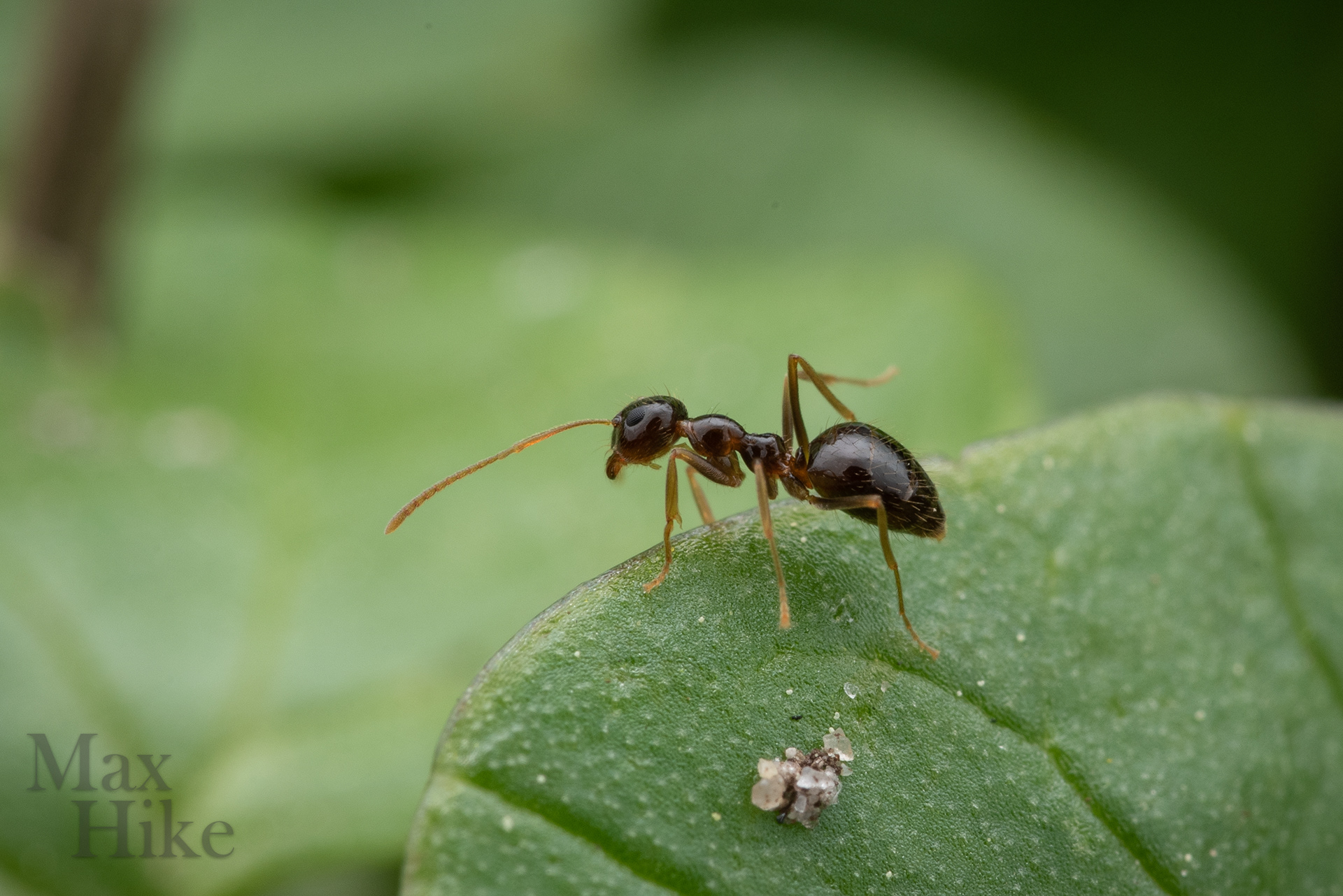 Prenolepis imparis worker P6