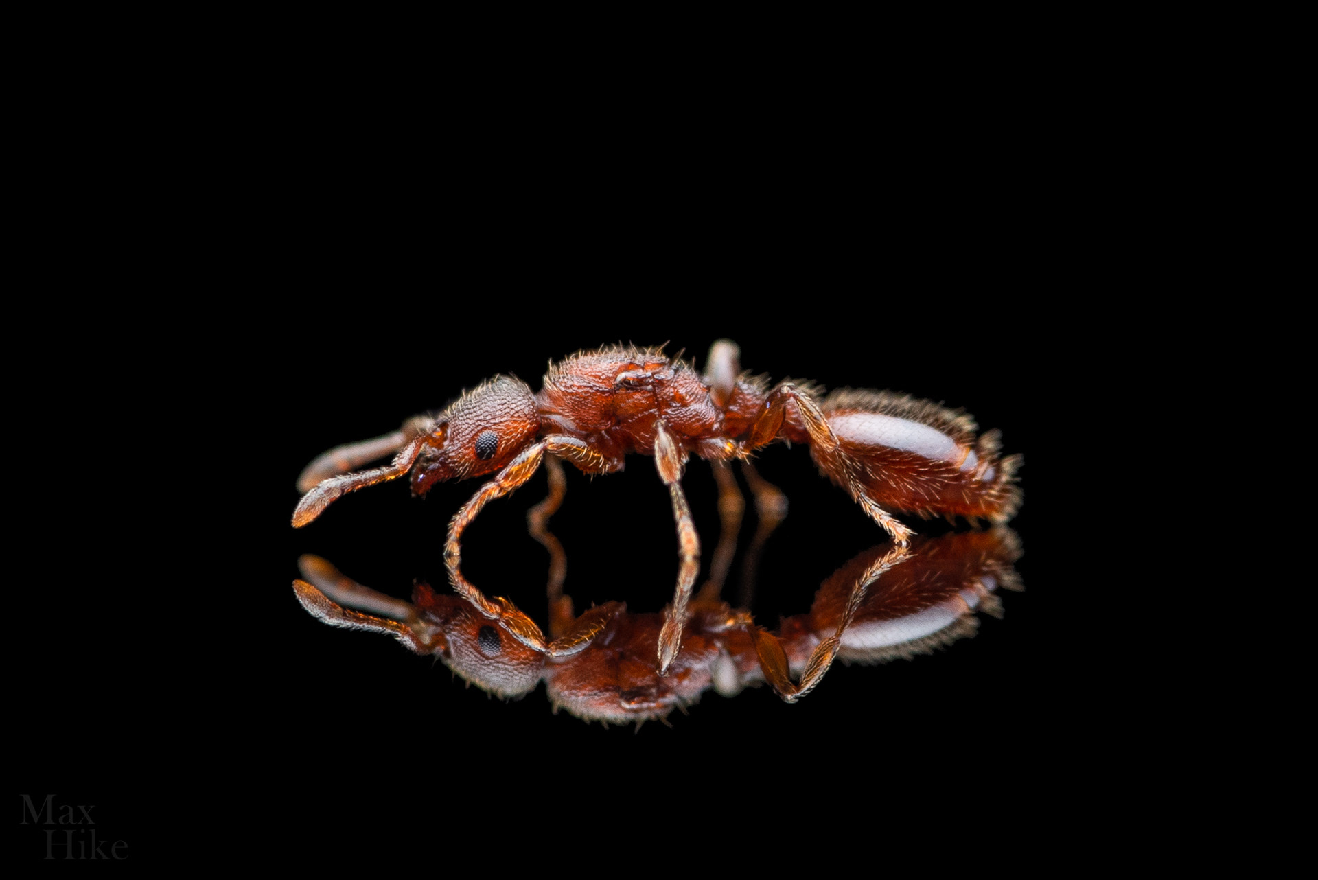 Vollenhovia emeryi queen V3