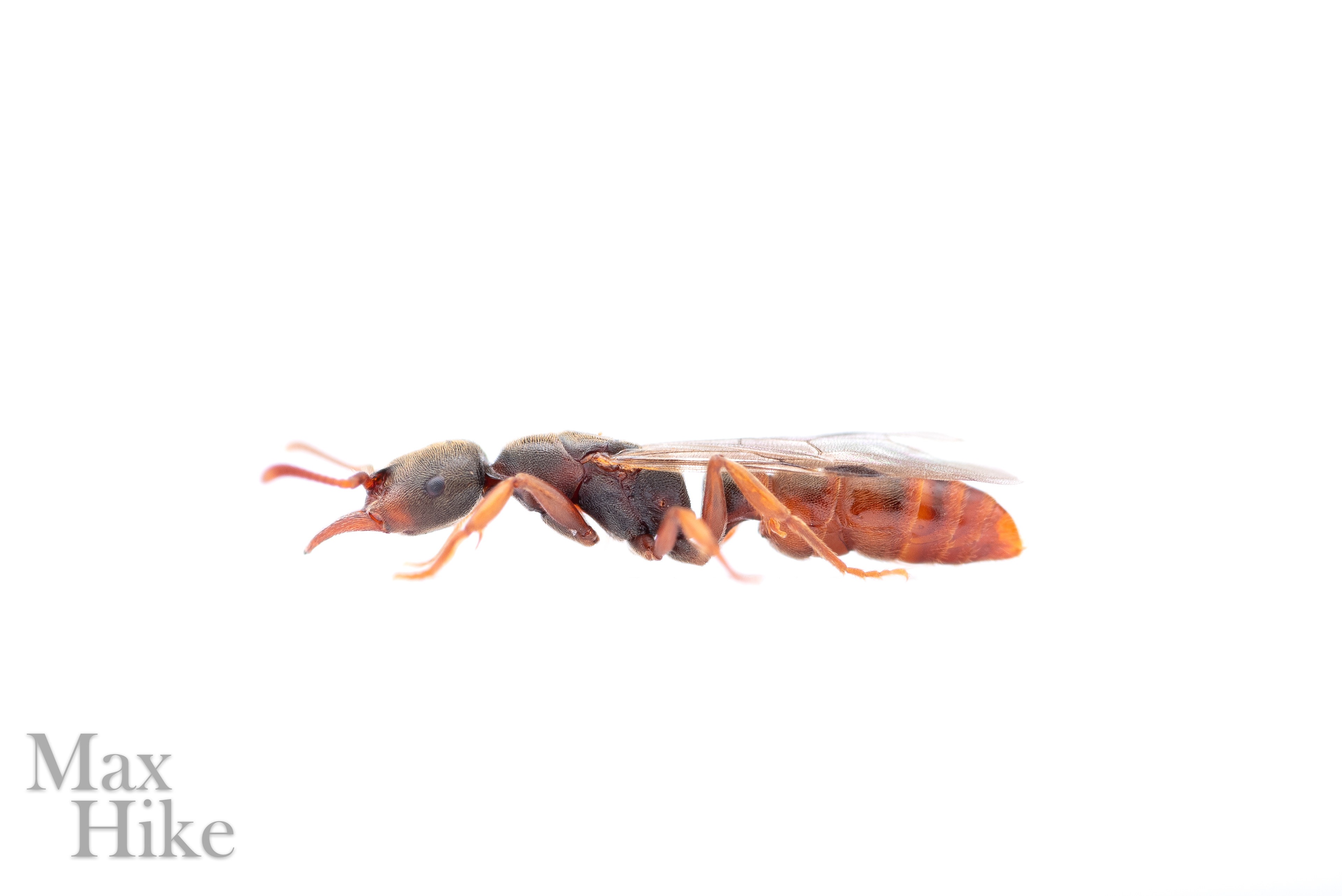 Stigmatomma pallipes queen