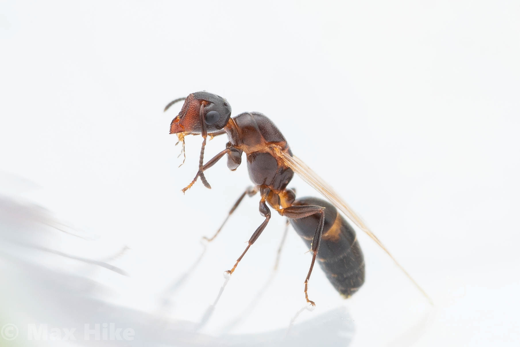 Colobopsis obliqua Queen cleaning herself