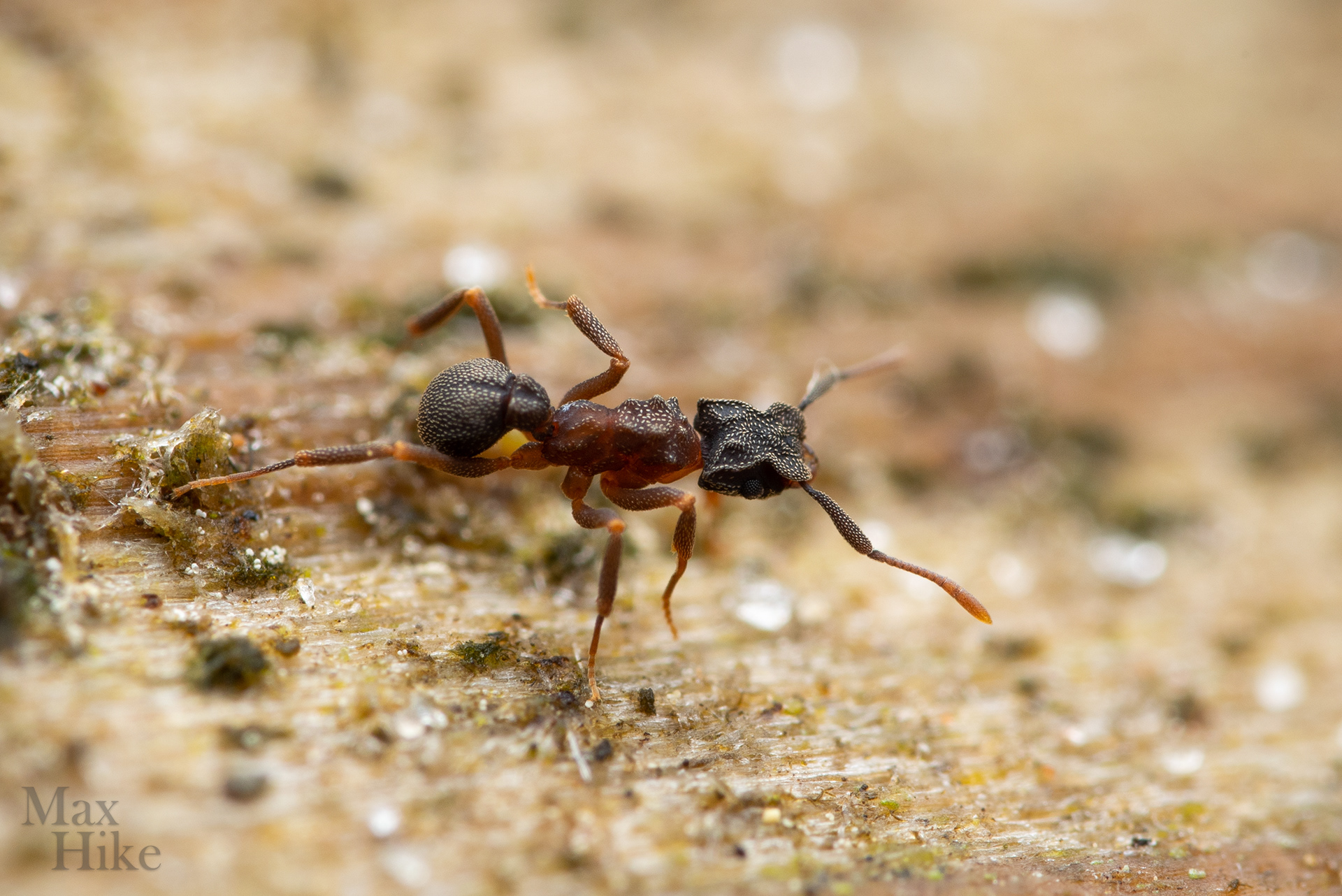Cyphomyrmex worker C3