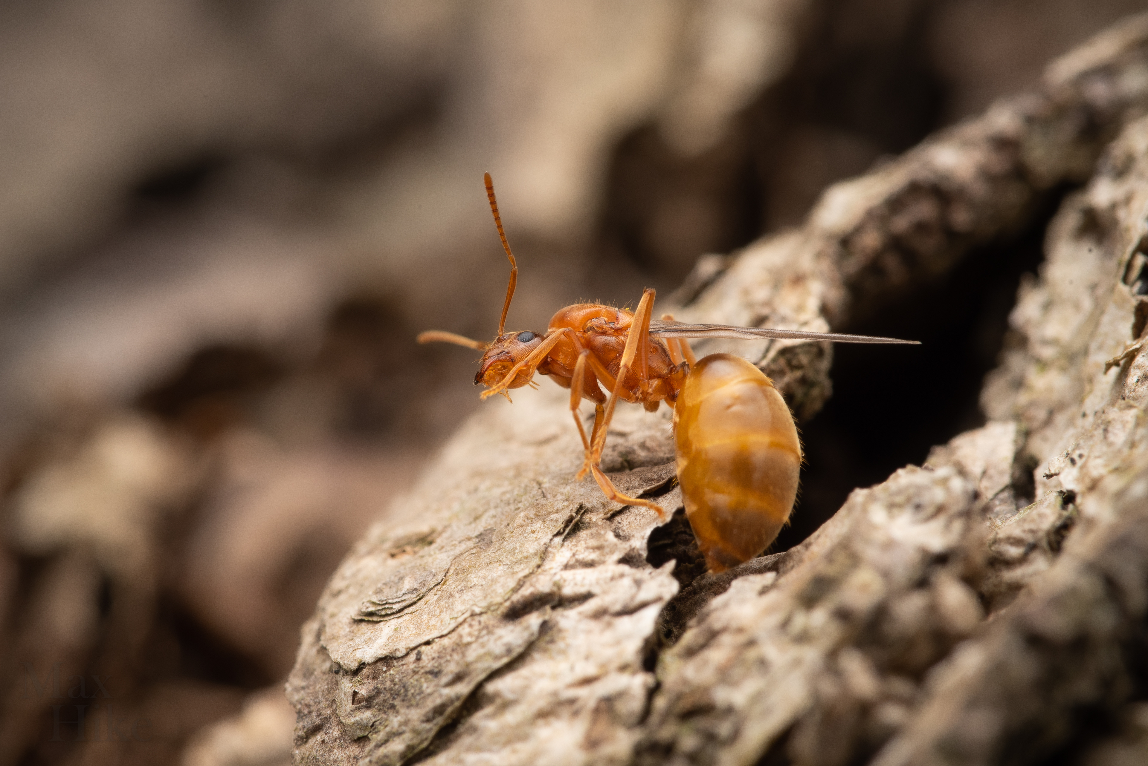 Prenolepis imparis alate P4