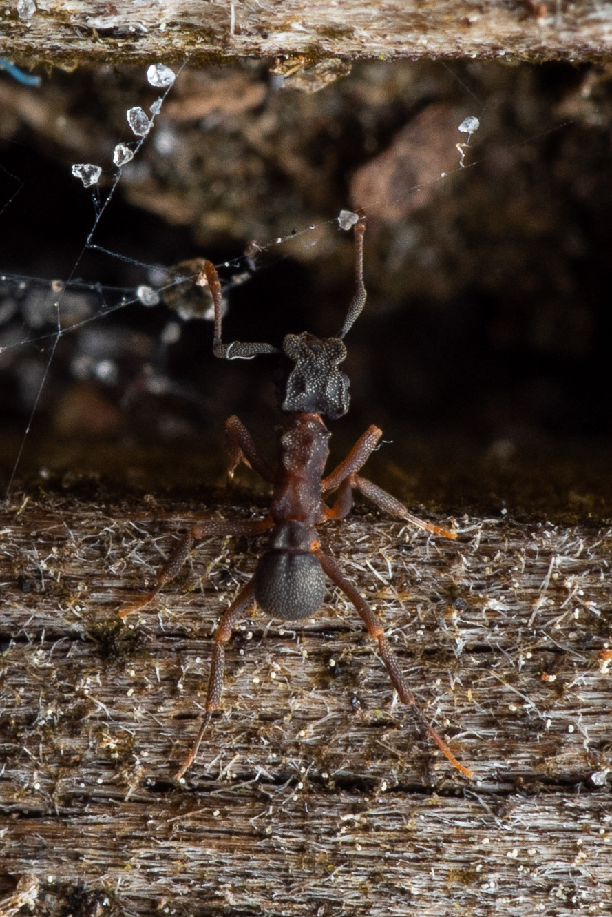 Cyphomyrmex worker C2