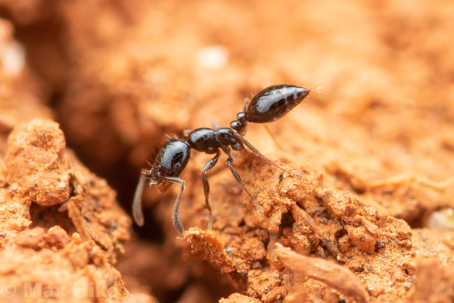 Monomorium minimum worker M5