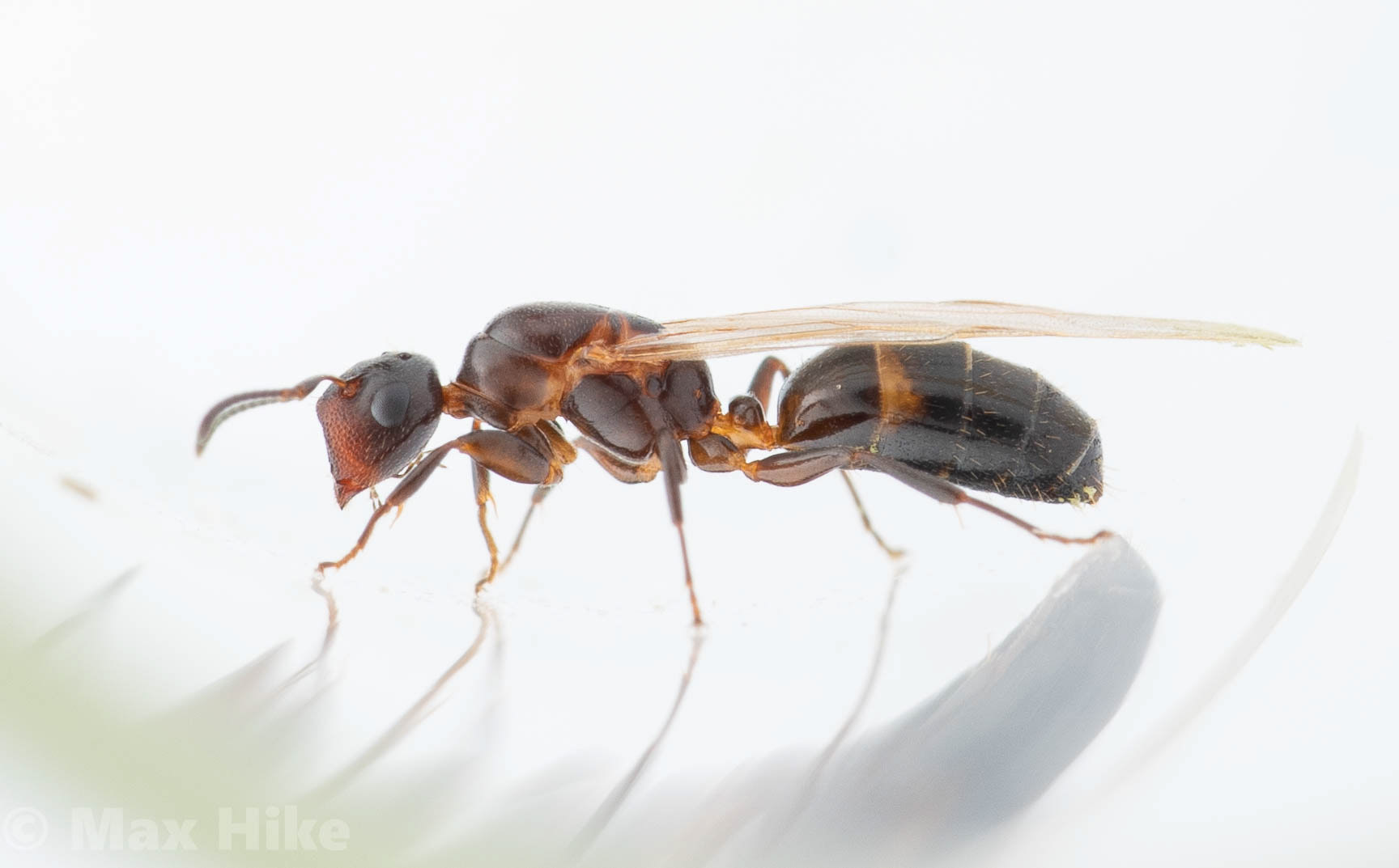 Colobopsis obliqua queen