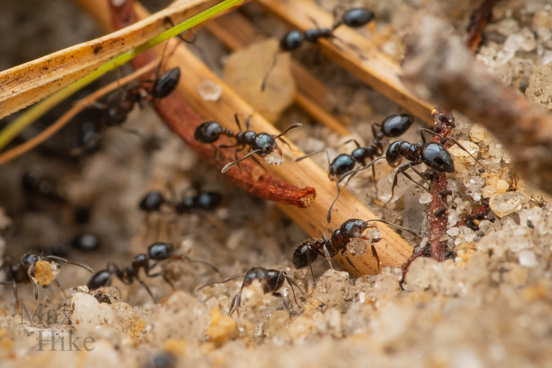Monomorium sp nest entrance M8