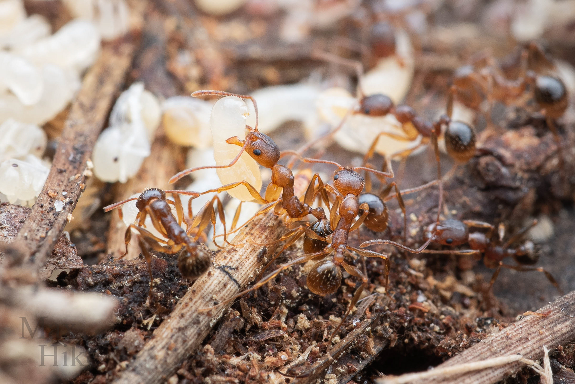 Aphaenogaster carolinensis