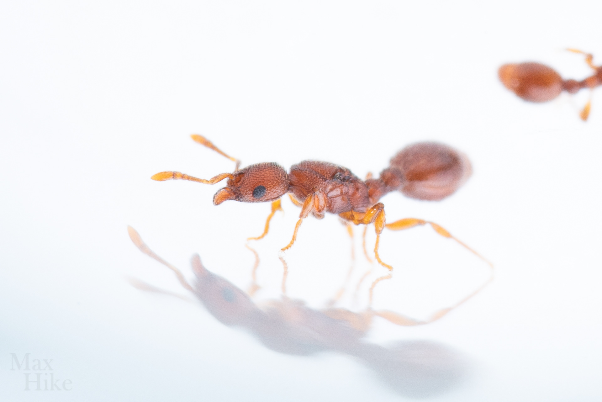 Vollenhovia emeryi queen V10
