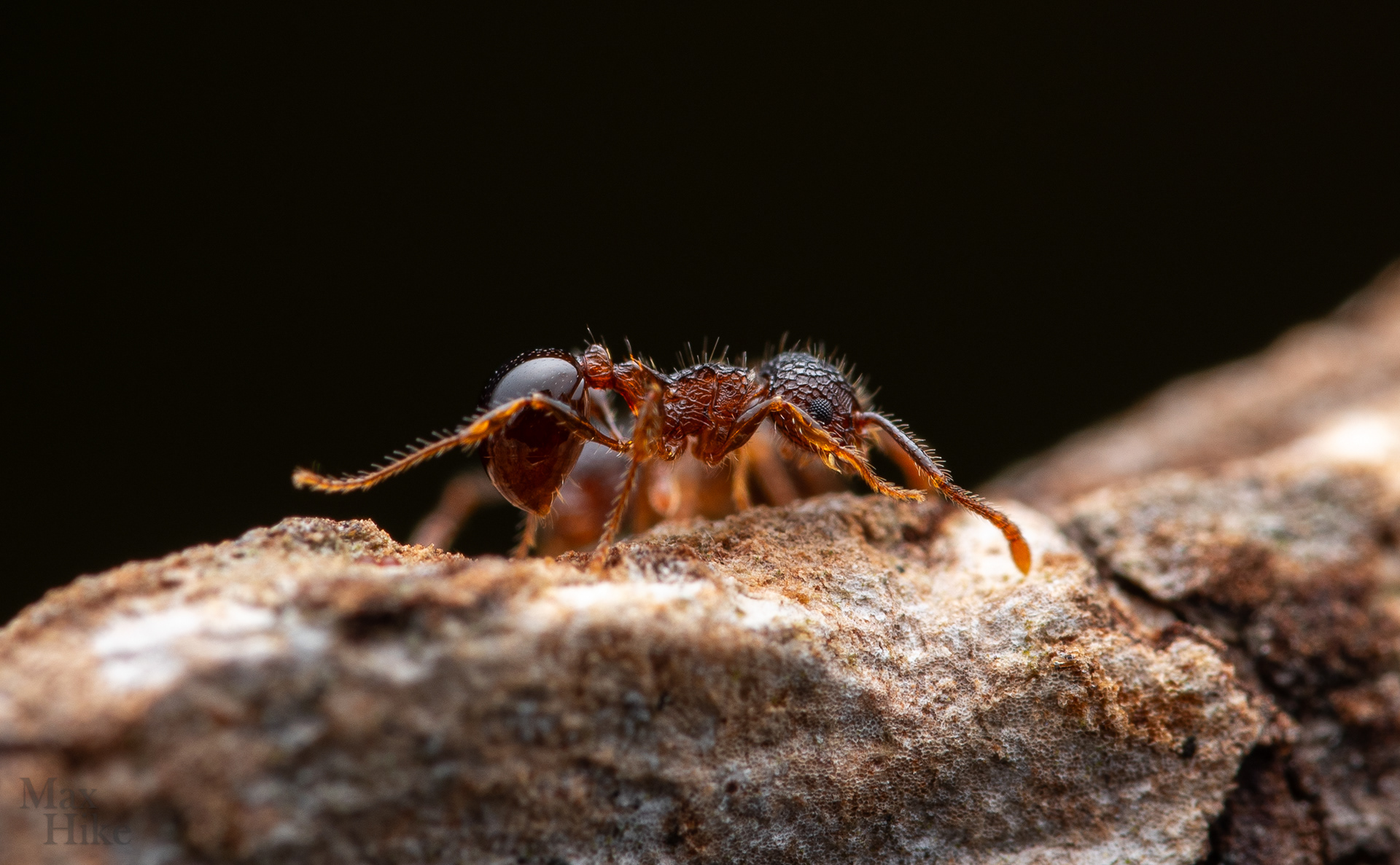 Pristomyrmex punctatus P13