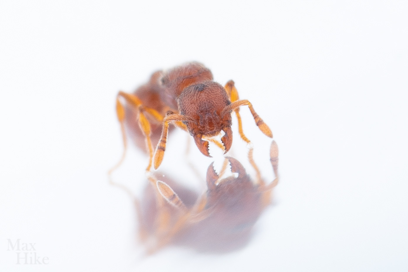 Vollenhovia emeryi queen V12