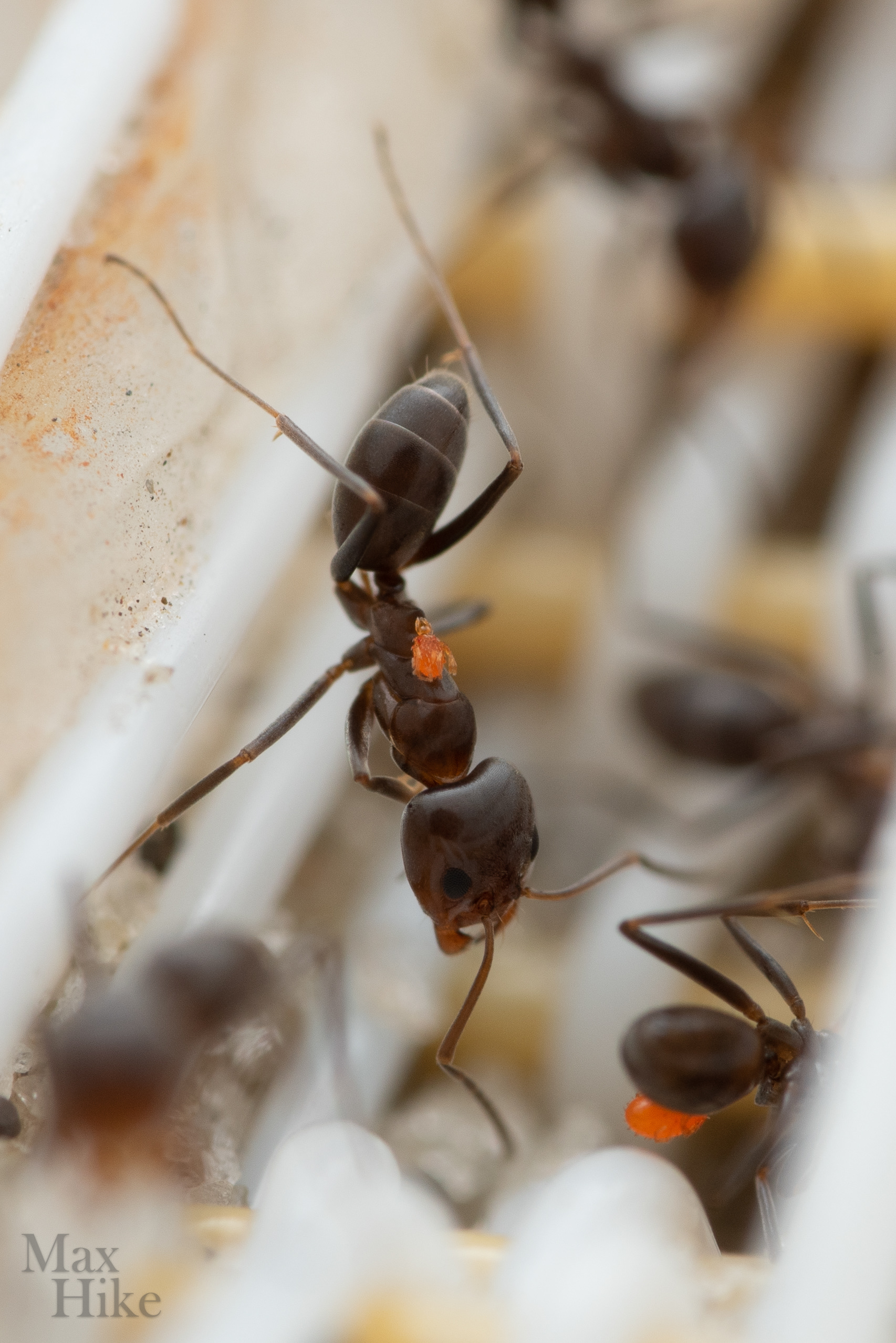 Dorymyrmex sp. worker with mite D14