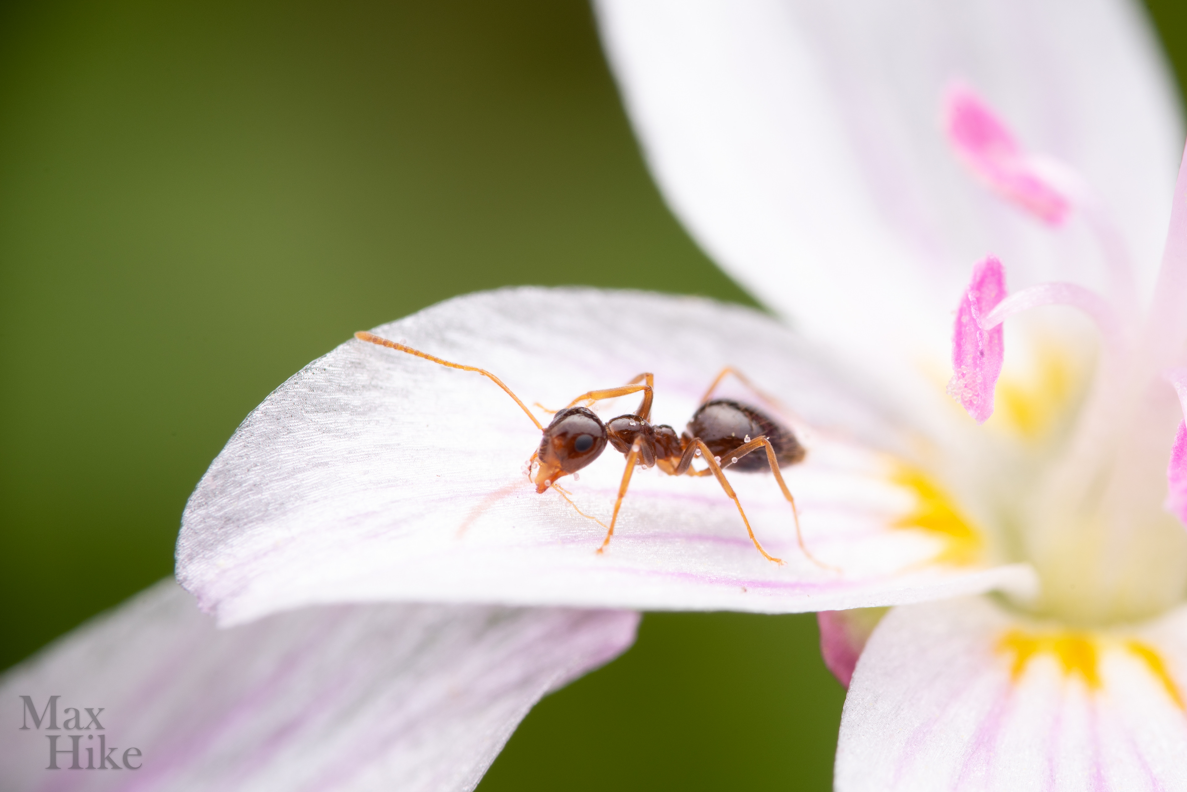 Prenolepis worker P15