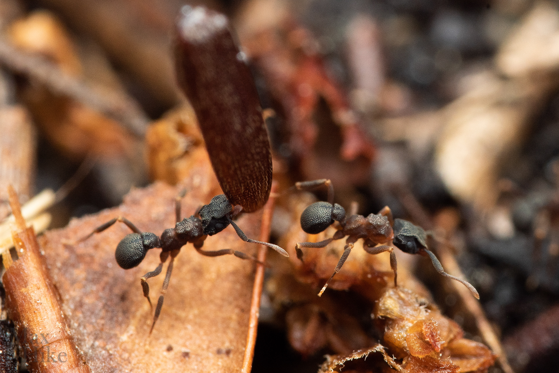 Cyphomyrmex workers C9